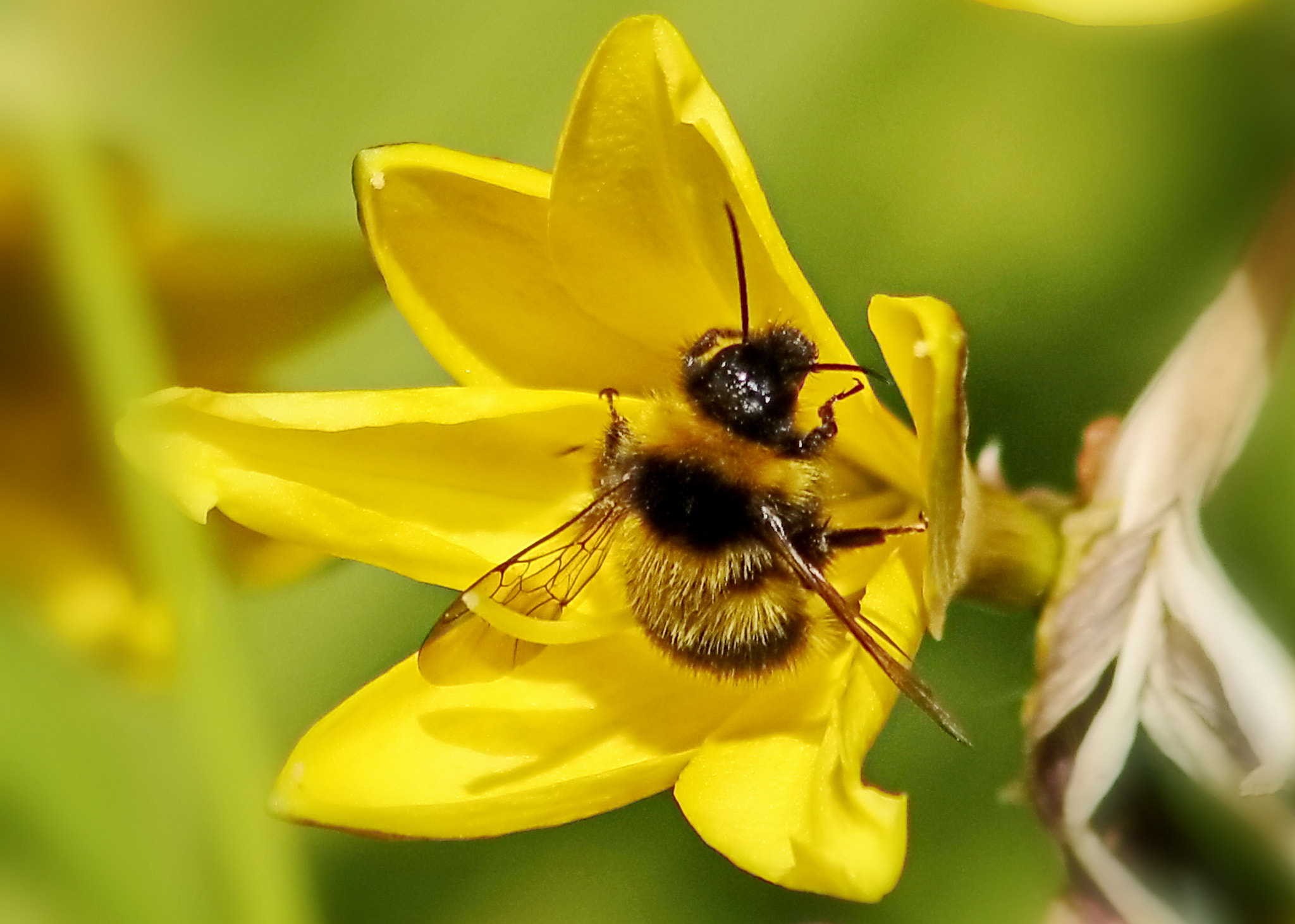 Canon EF 75-300mm F4.0-5.6 IS USM sample photo. Bumble bee photography