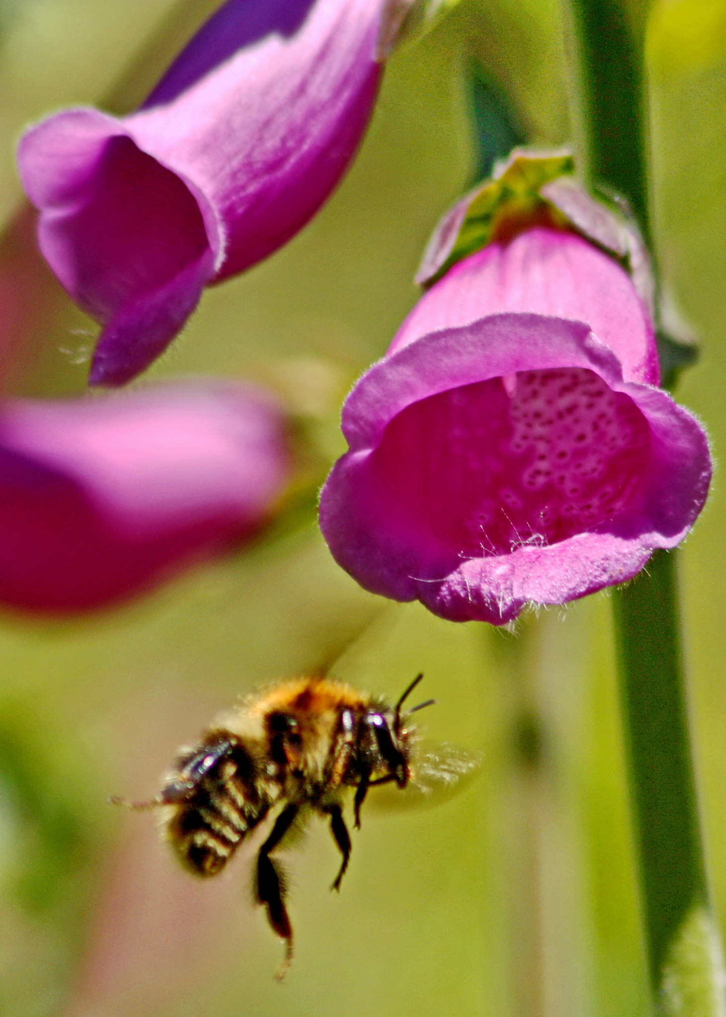 Canon EF 75-300mm F4.0-5.6 IS USM sample photo. Bee & foxglove photography
