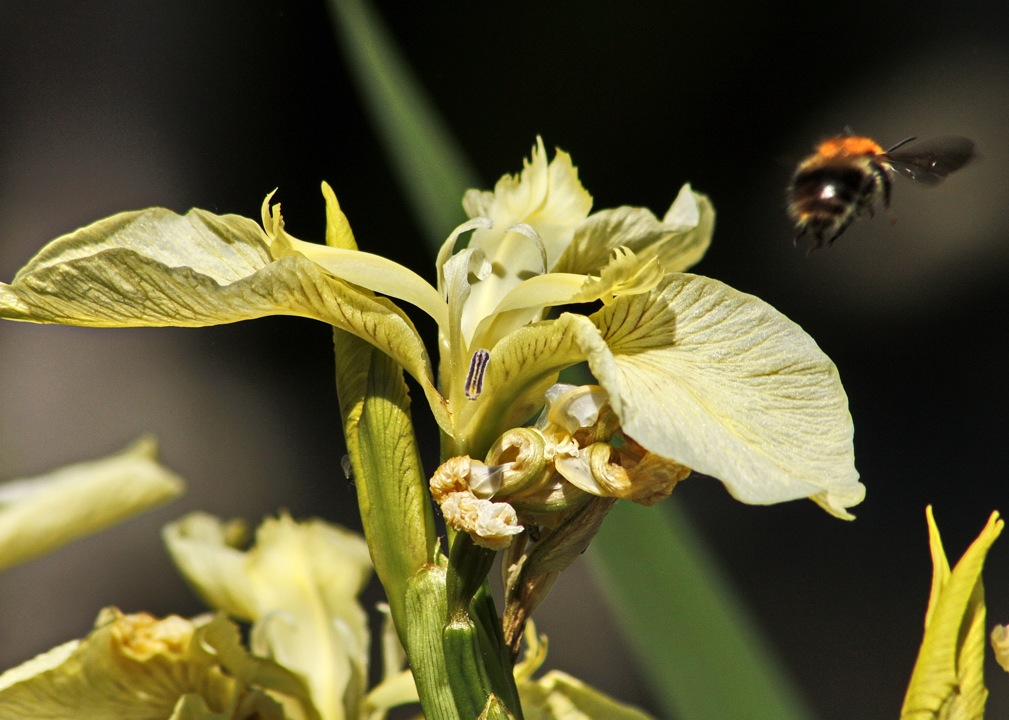 Canon EF 75-300mm F4.0-5.6 IS USM sample photo. I'm off now !! photography