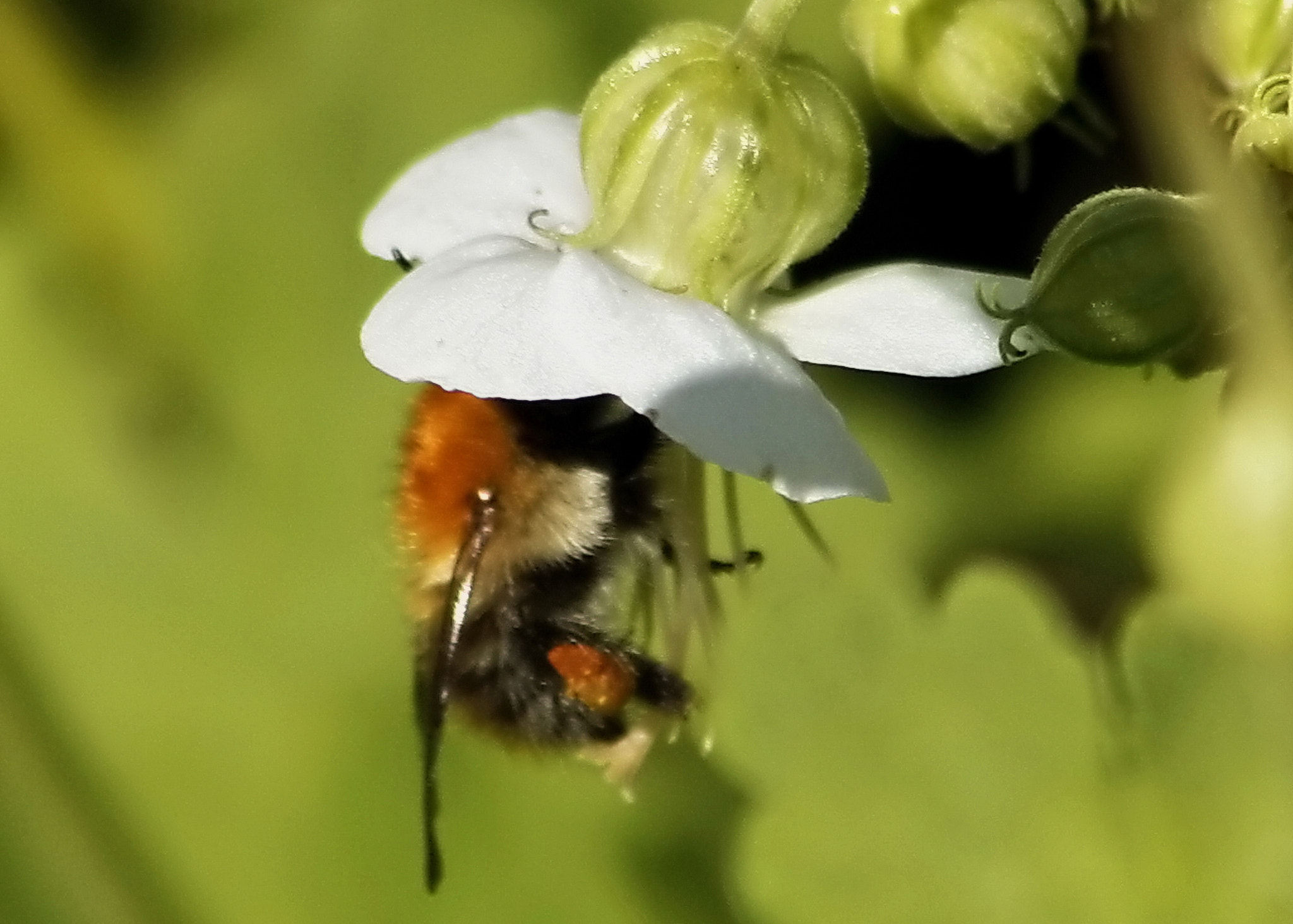 Canon EF 75-300mm F4.0-5.6 IS USM sample photo. Bee on white flower photography