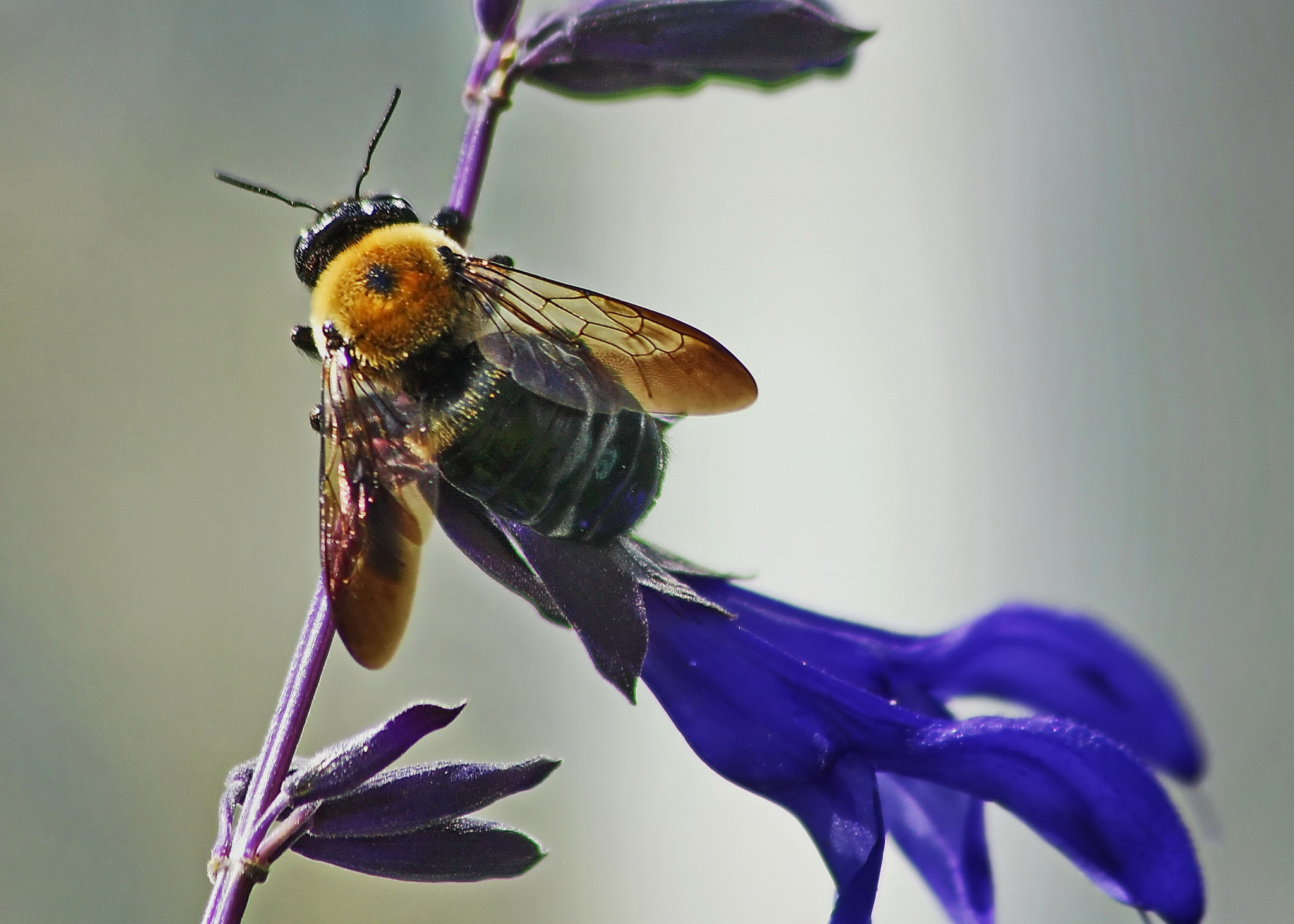 Canon EF 75-300mm F4.0-5.6 IS USM sample photo. Bee taken in washington dc photography