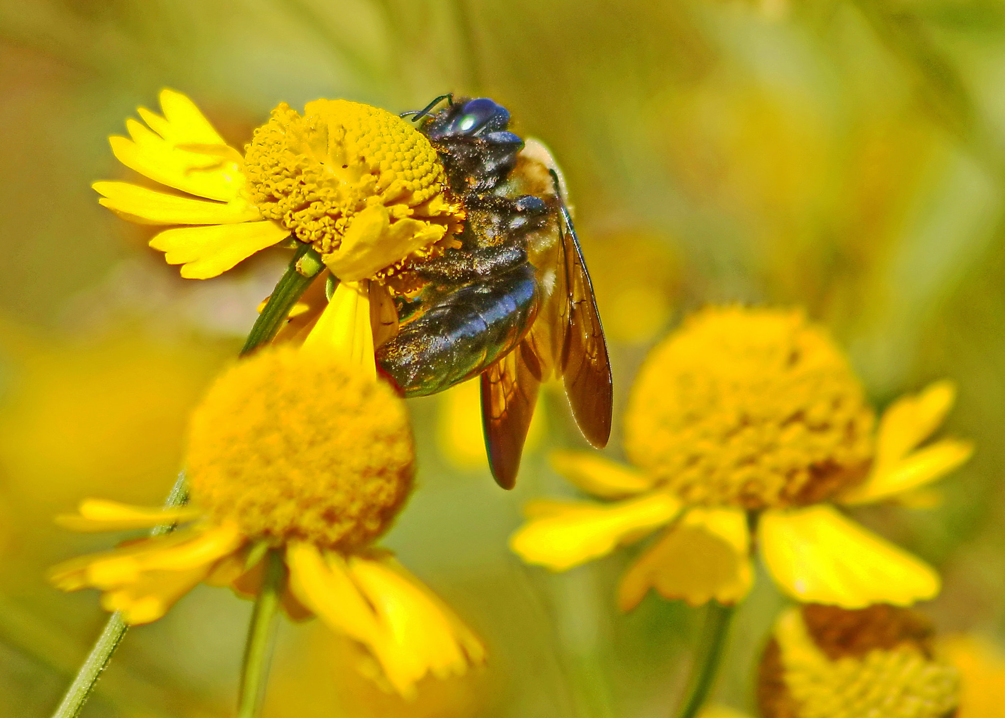 Canon EF 75-300mm F4.0-5.6 IS USM sample photo. Washington dc bee photography
