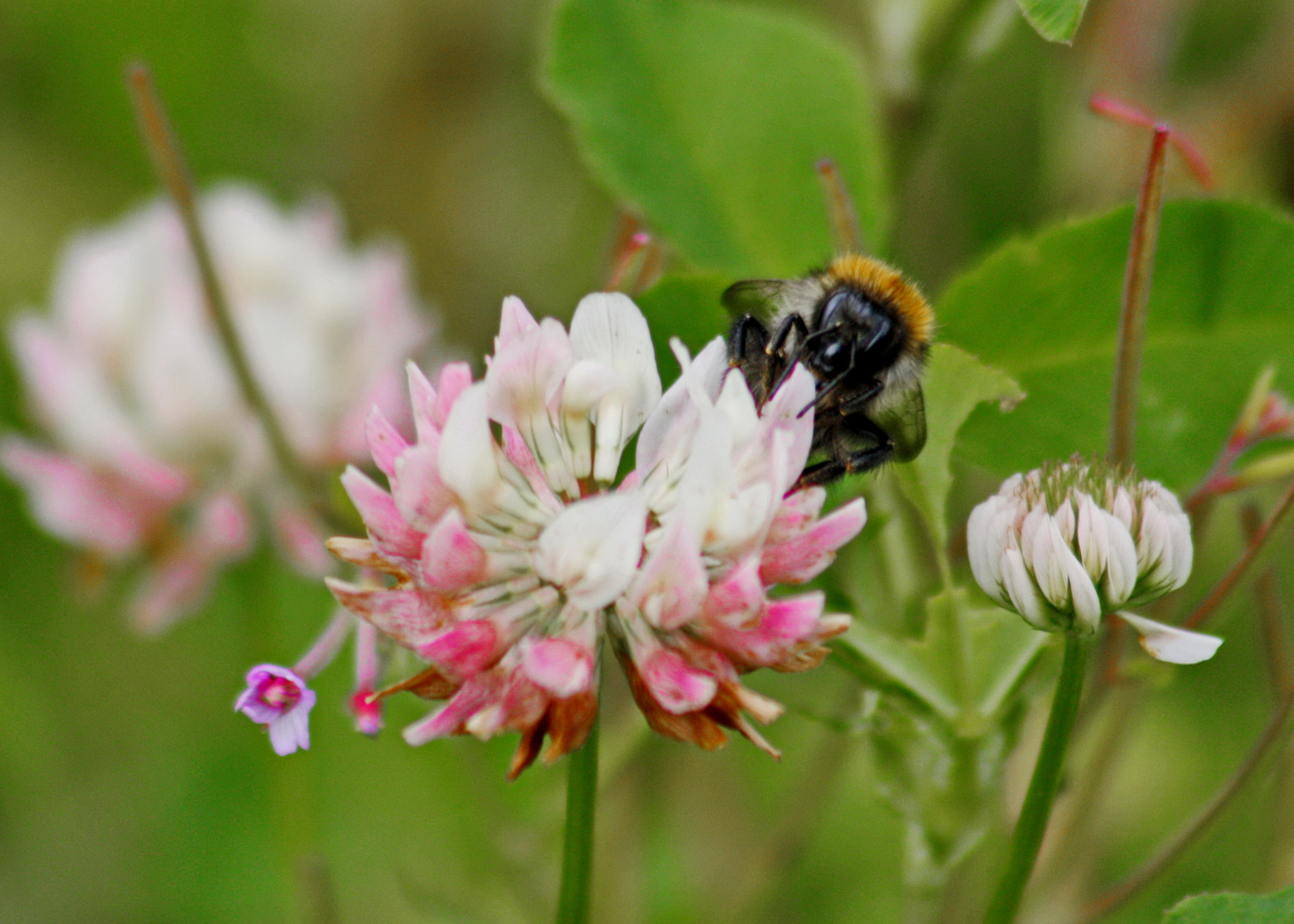 Canon EF 75-300mm F4.0-5.6 IS USM sample photo. Bee in clover photography