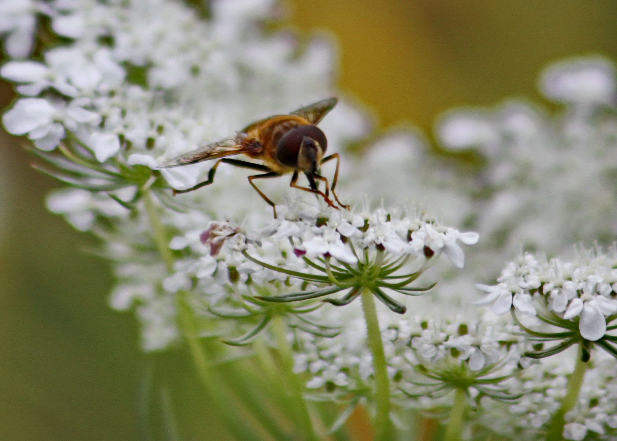 Canon EF 75-300mm F4.0-5.6 IS USM sample photo. Bee on queen anne's lace photography