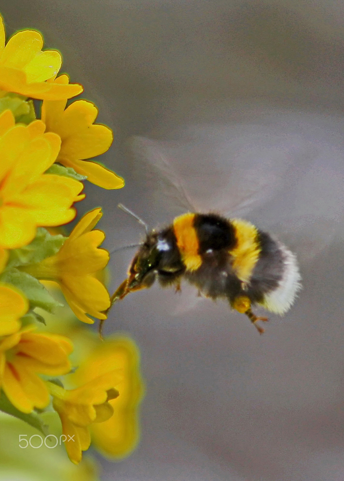 Canon EF 75-300mm F4.0-5.6 IS USM sample photo. Bees & insects photography