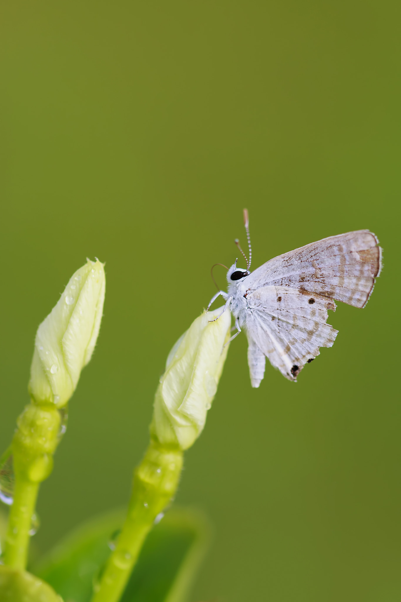 Canon EOS 50D + Sigma 105mm F2.8 EX DG OS HSM sample photo. Small blue butterfly photography
