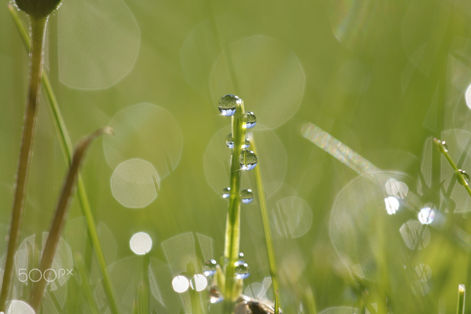Canon EOS 70D + Sigma APO Macro 180mm F2.8 EX DG OS HSM sample photo. Reflection in dew drops photography