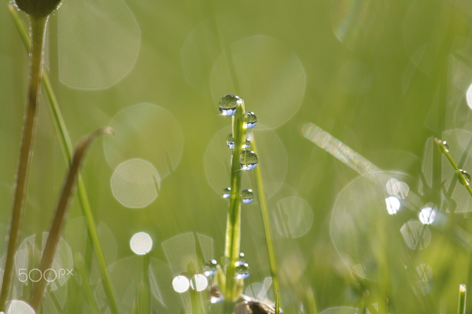 Sigma APO Macro 180mm F2.8 EX DG OS HSM sample photo. Reflection in dew drops photography