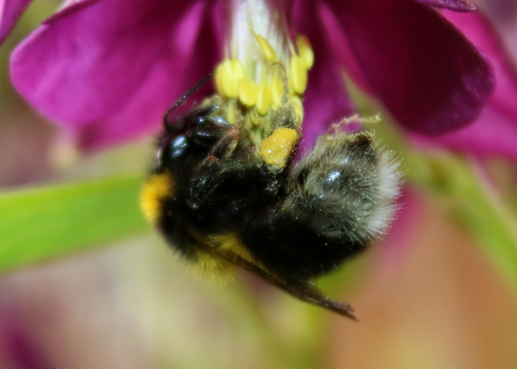 Canon EOS 750D (EOS Rebel T6i / EOS Kiss X8i) + Canon EF-S 18-55mm F3.5-5.6 IS sample photo. Columbine & bee photography