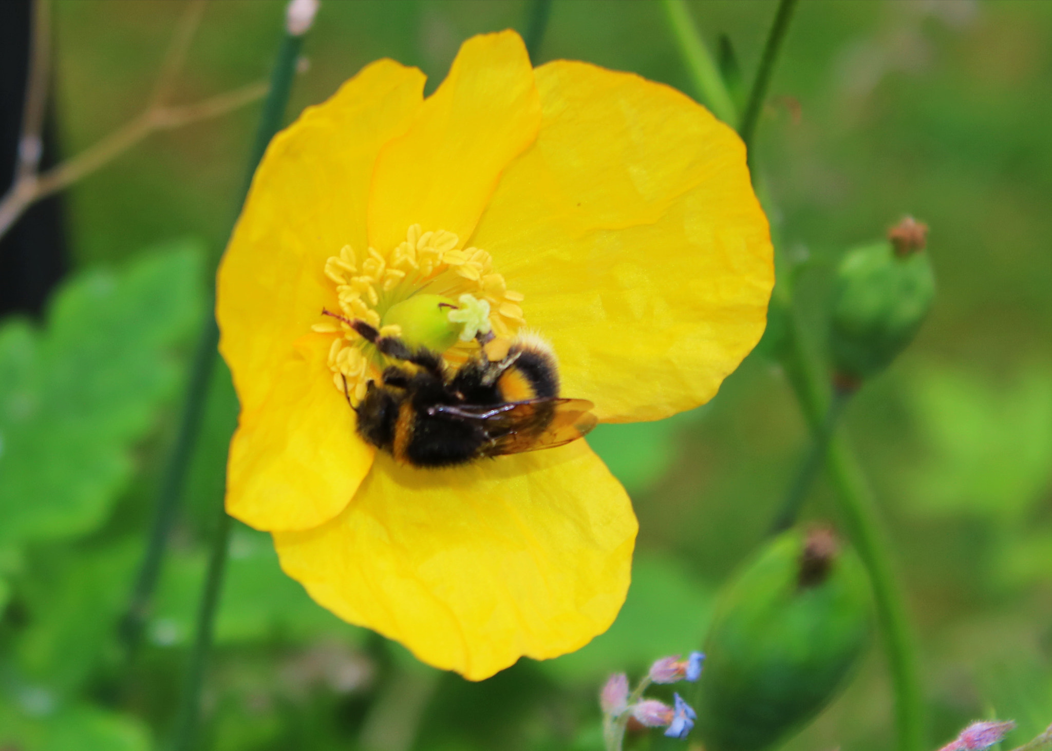 Canon EOS 750D (EOS Rebel T6i / EOS Kiss X8i) + Canon EF-S 18-55mm F3.5-5.6 IS sample photo. Yellow poppy & bee photography
