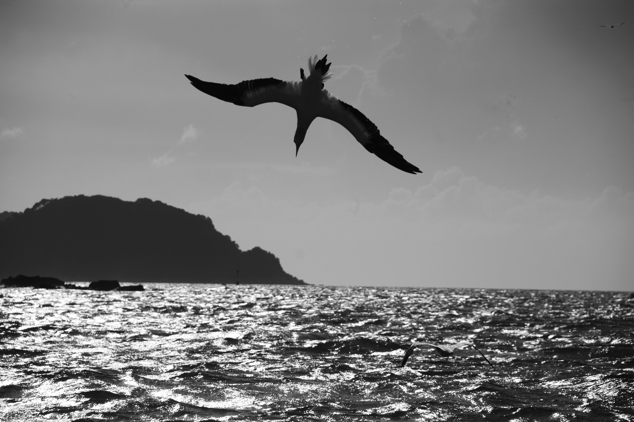 Canon EOS 500D (EOS Rebel T1i / EOS Kiss X3) sample photo. Diving gannet photography