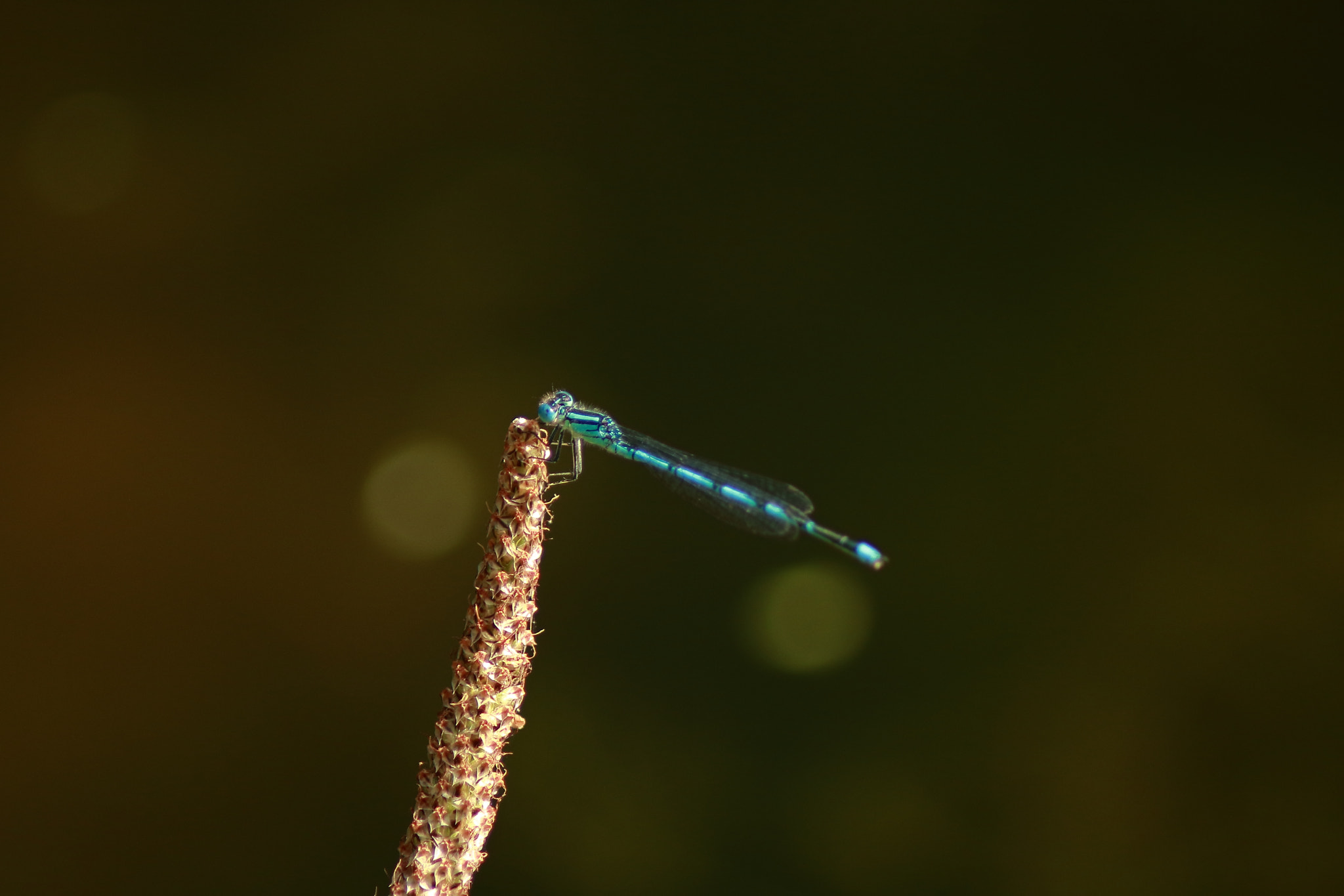 Canon EOS 760D (EOS Rebel T6s / EOS 8000D) sample photo. La libellule bleue photography