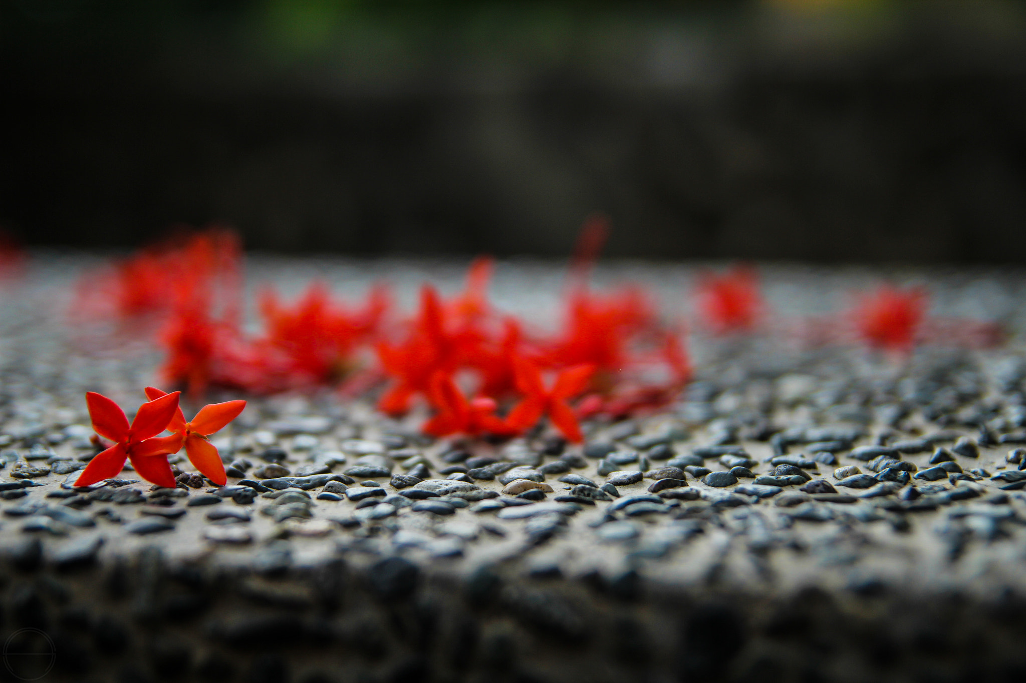 Tamron SP AF 17-50mm F2.8 XR Di II LD Aspherical (IF) sample photo. Ixora photography