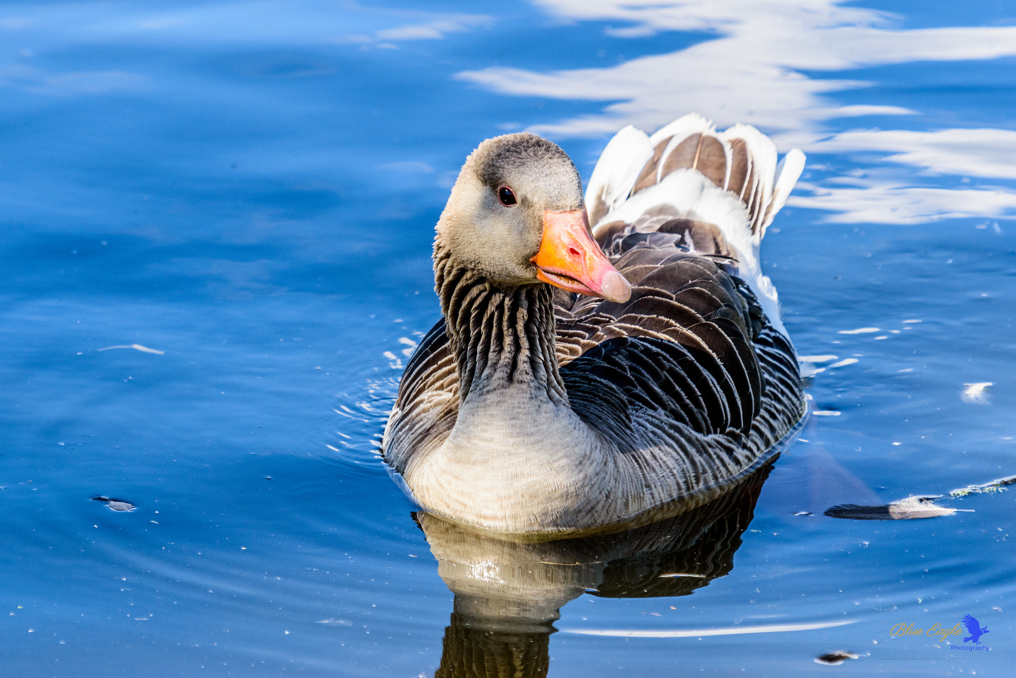 Nikon D5500 + Sigma 50-500mm F4-6.3 EX APO RF HSM sample photo. Goose - bluewater photography