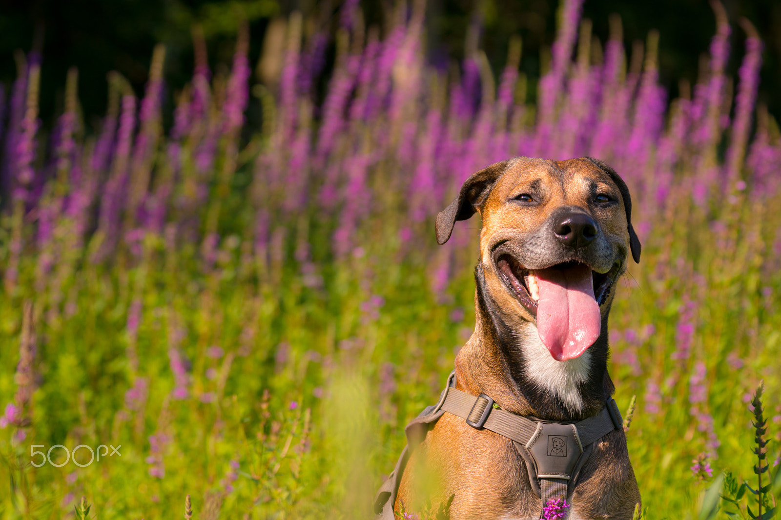 Sony a6300 + Sony FE 70-200mm F4 G OSS sample photo. Marley photography