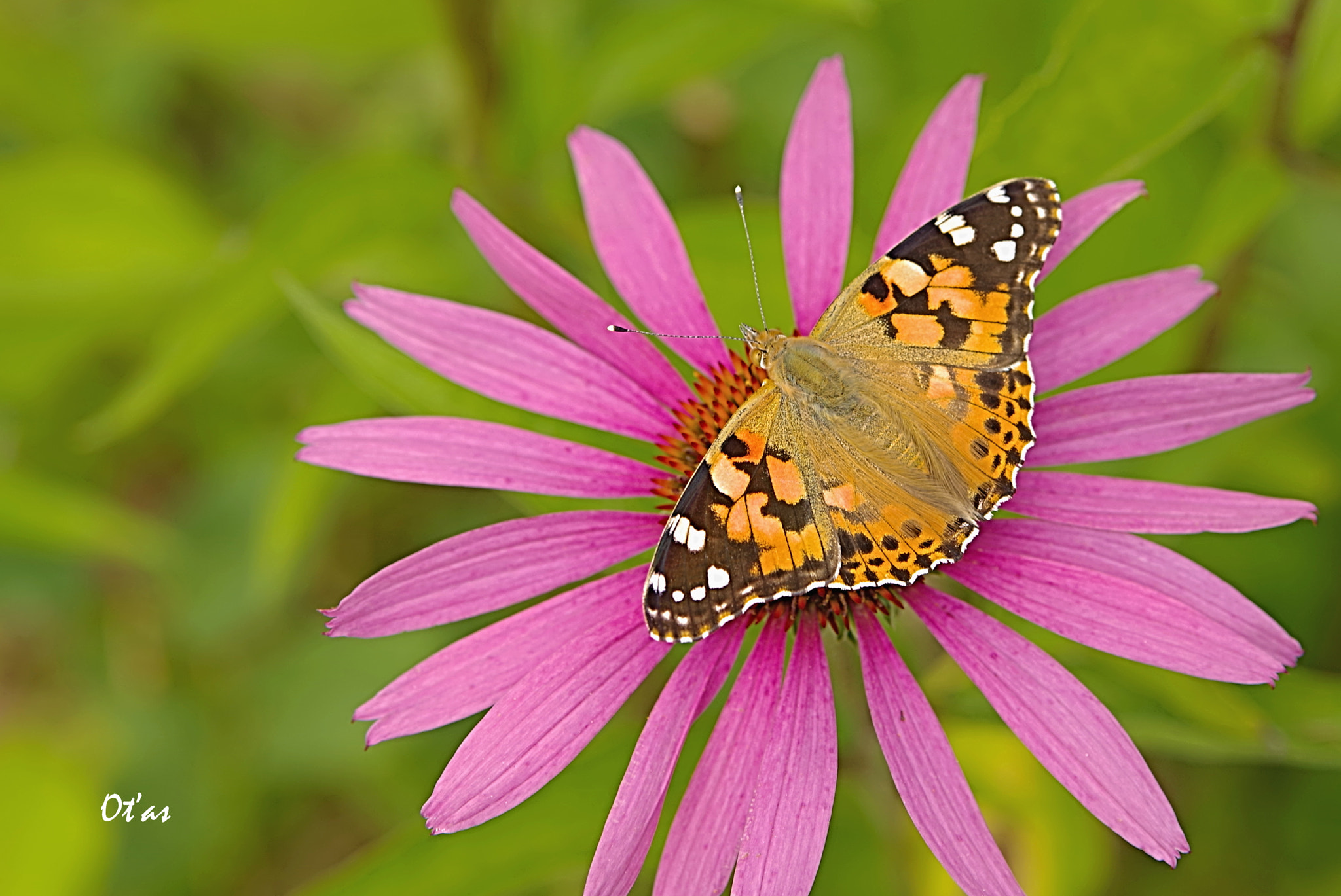 Pentax K-1 sample photo. Butterfly ii photography