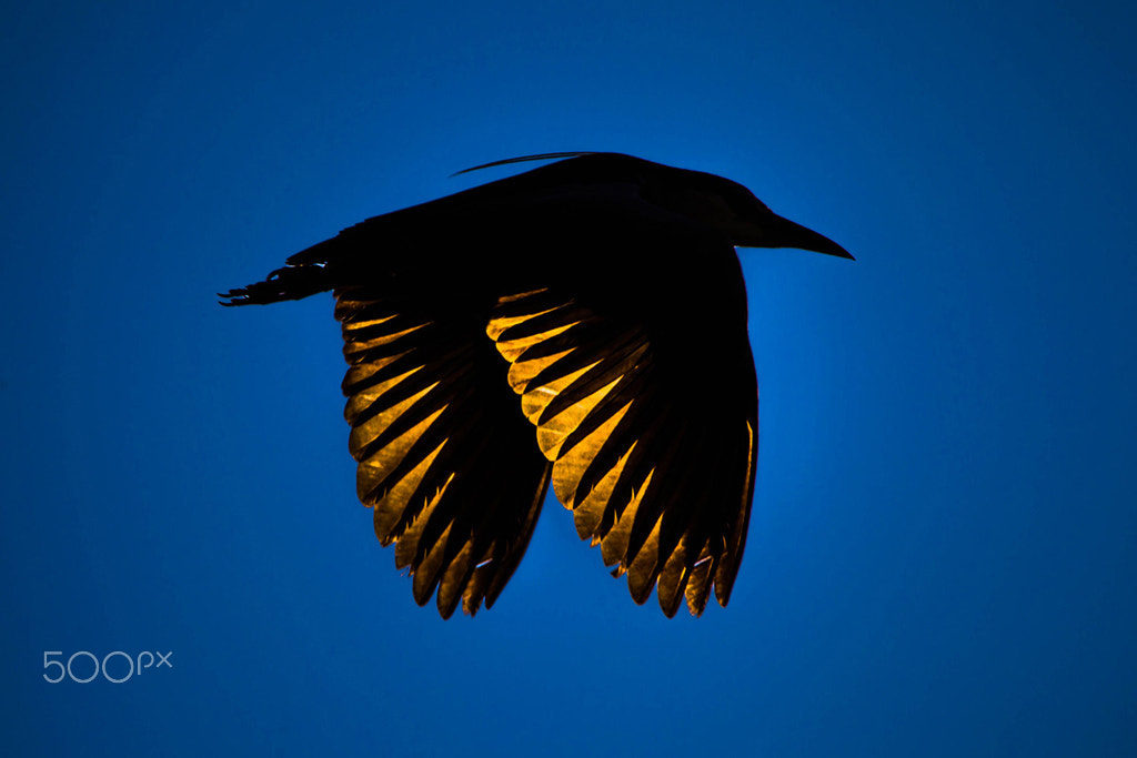 Canon EOS-1D Mark IV sample photo. Gold feather photography