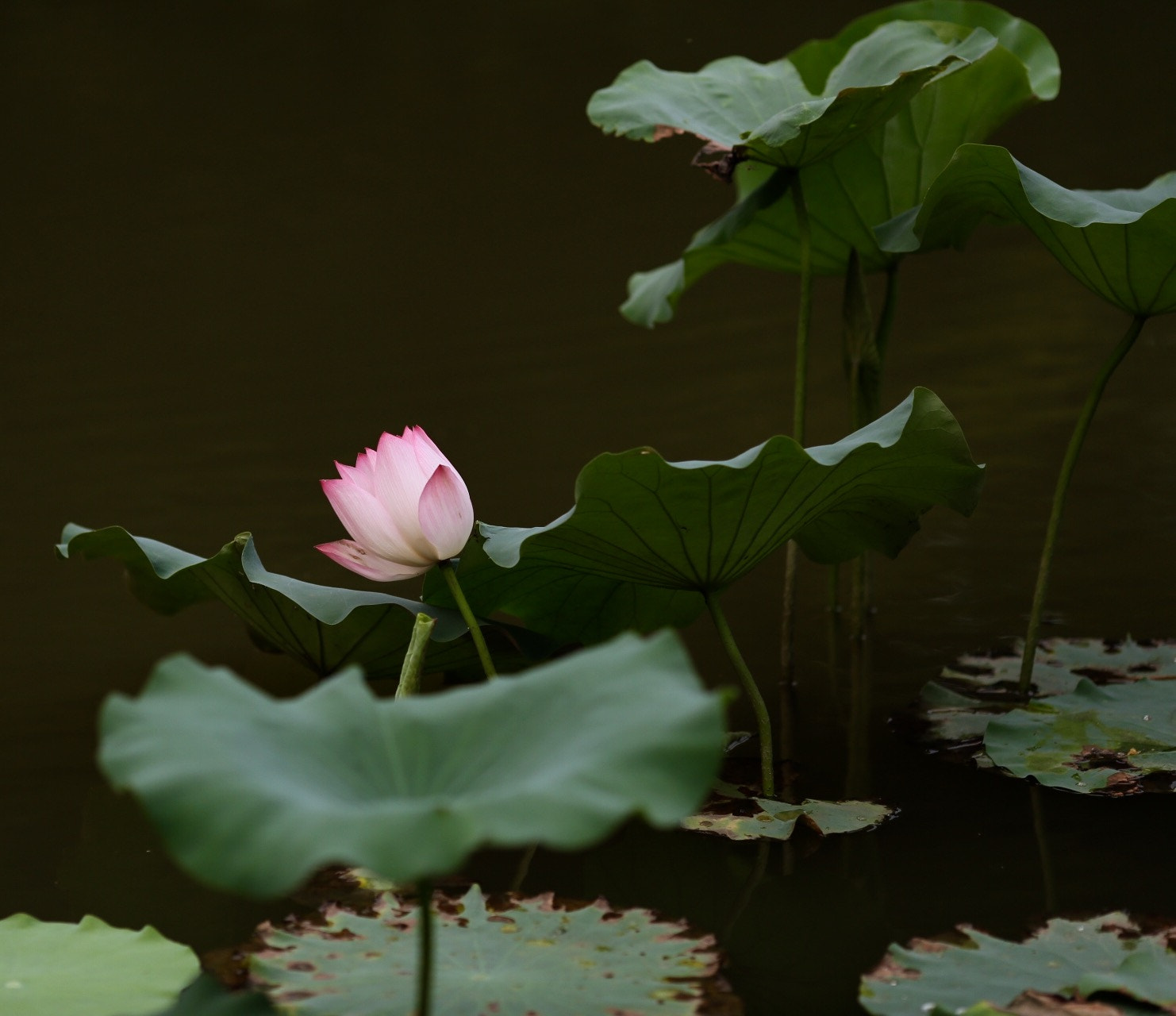 Canon EF 135mm F2L USM sample photo