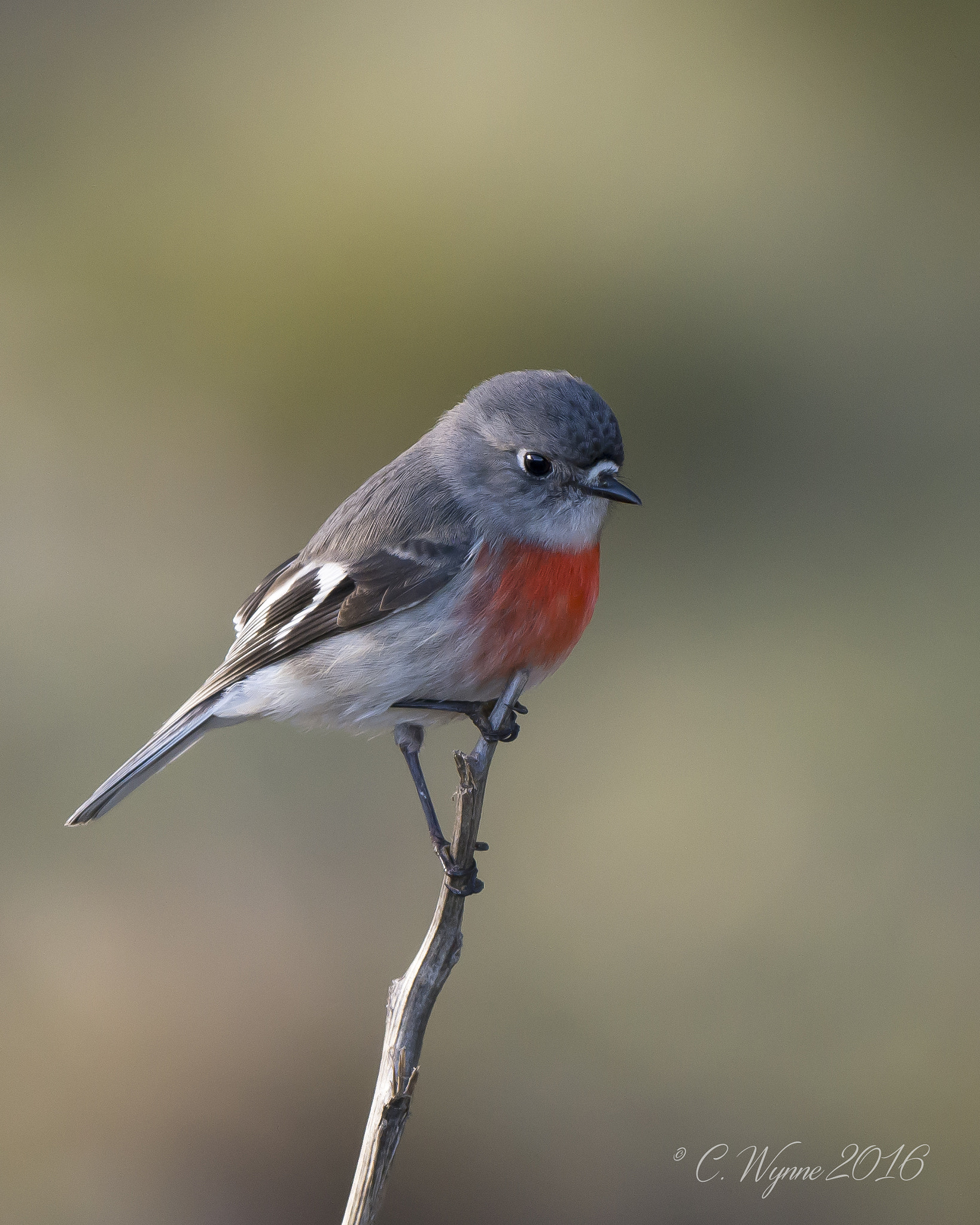 Nikon D7100 + Nikon AF-S Nikkor 500mm F4G ED VR sample photo. Scarlet robin (female) photography