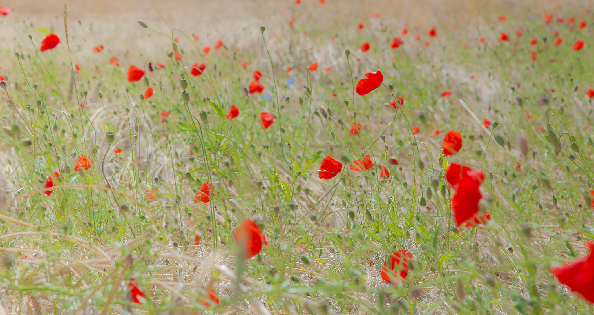 Sony Alpha DSLR-A700 sample photo. The poppy group photography