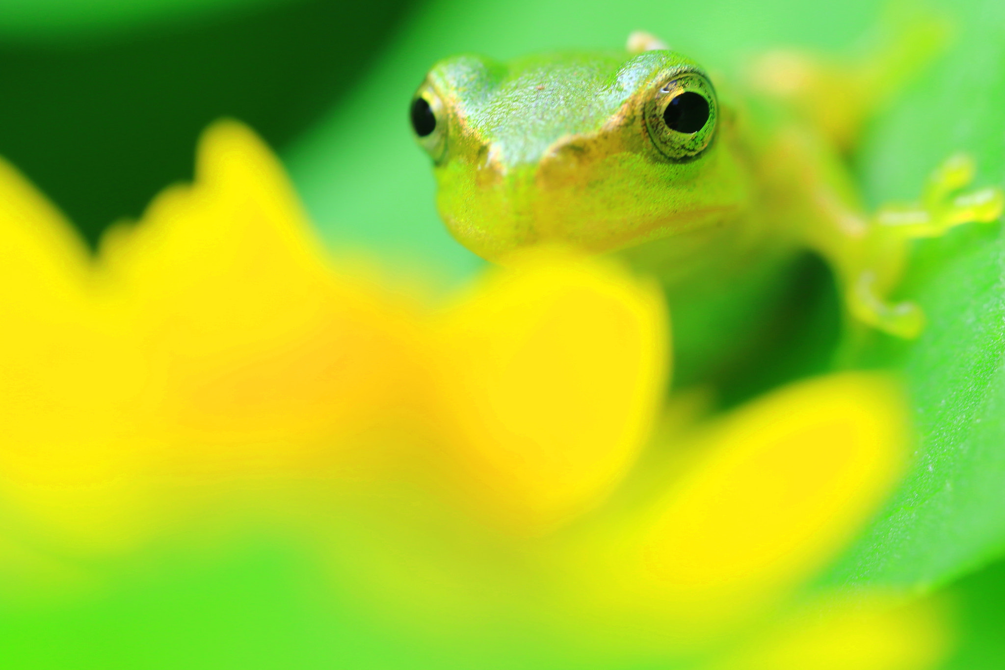 Canon MP-E 65mm F2.5 1-5x Macro Photo sample photo. Baby frog 2 photography