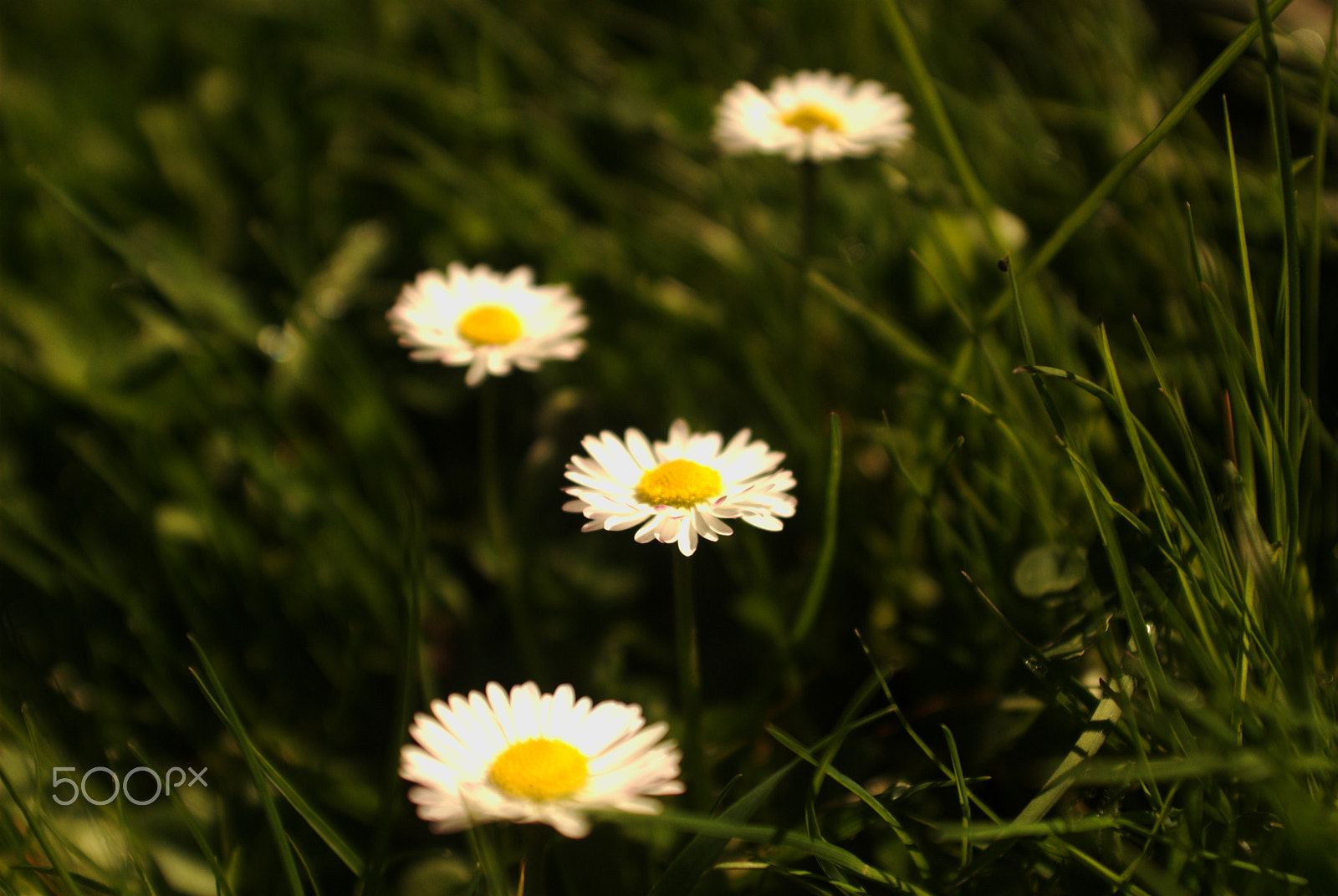 AF Zoom-Nikkor 28-85mm f/3.5-4.5 sample photo. Daisies photography
