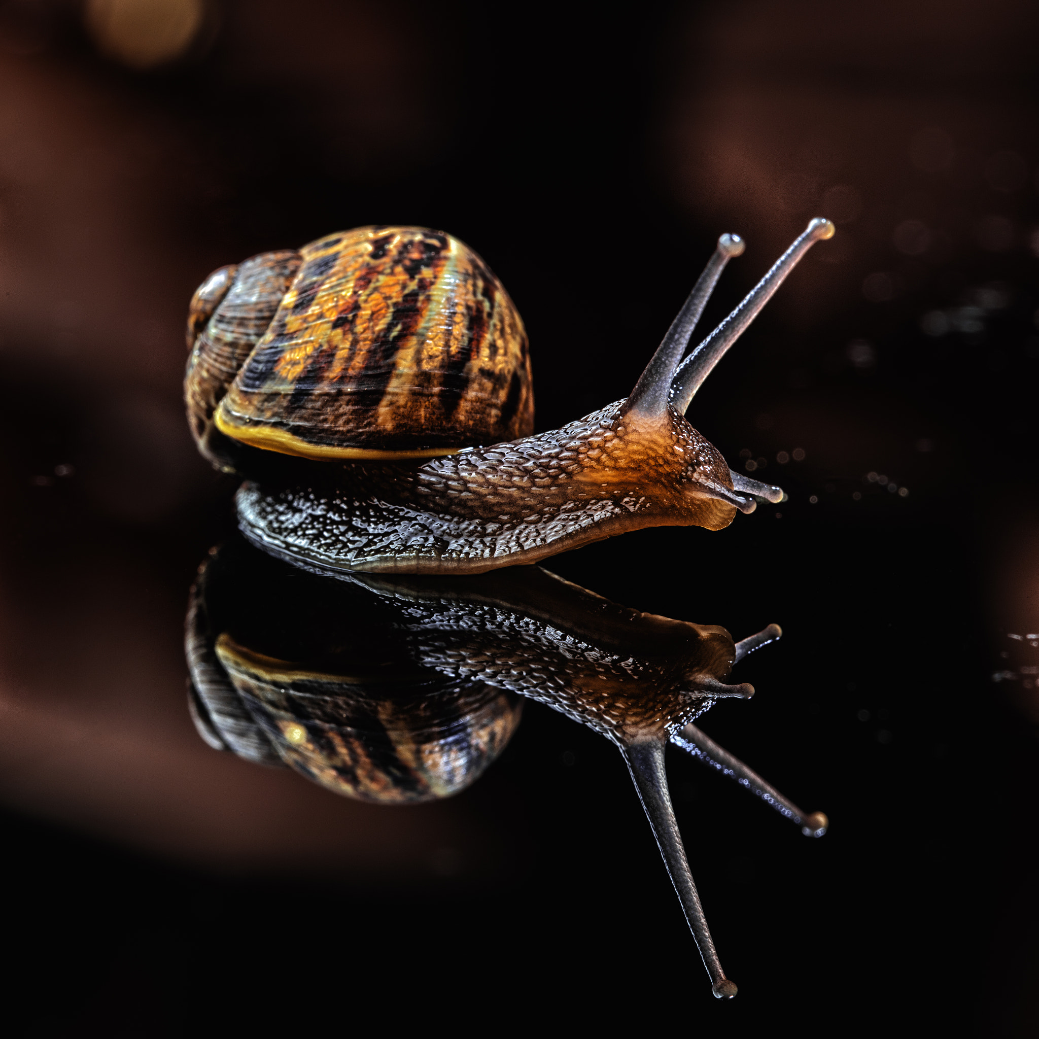 Canon EOS 5DS + Canon EF 100mm F2.8L Macro IS USM sample photo