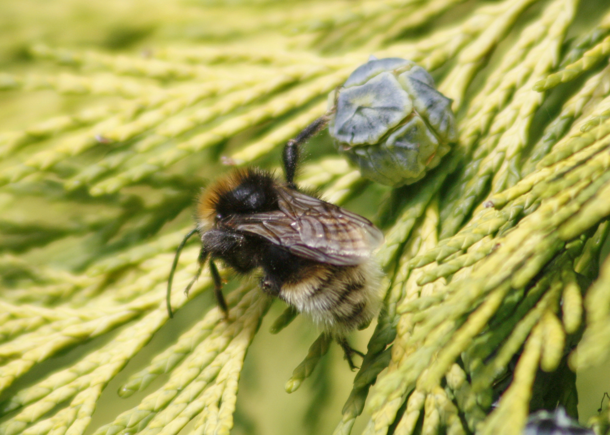Canon EF 75-300mm F4.0-5.6 IS USM sample photo. Bee & its bowling ball, photography