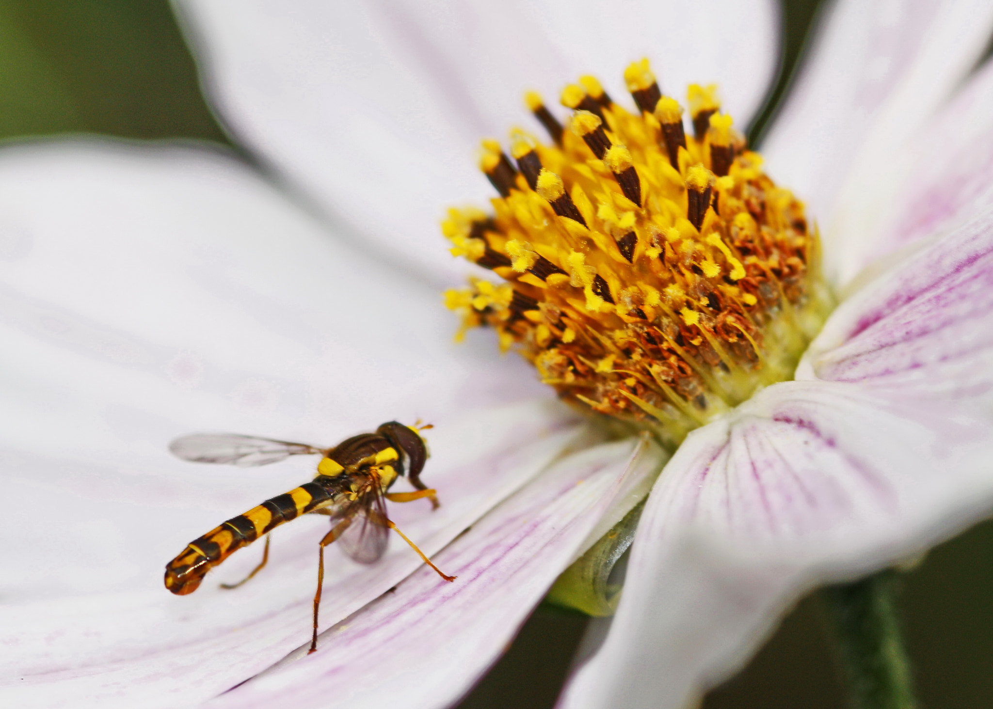 Canon EOS 450D (EOS Rebel XSi / EOS Kiss X2) + Sigma 105mm F2.8 EX DG Macro sample photo. Hoverfly on cosmos photography