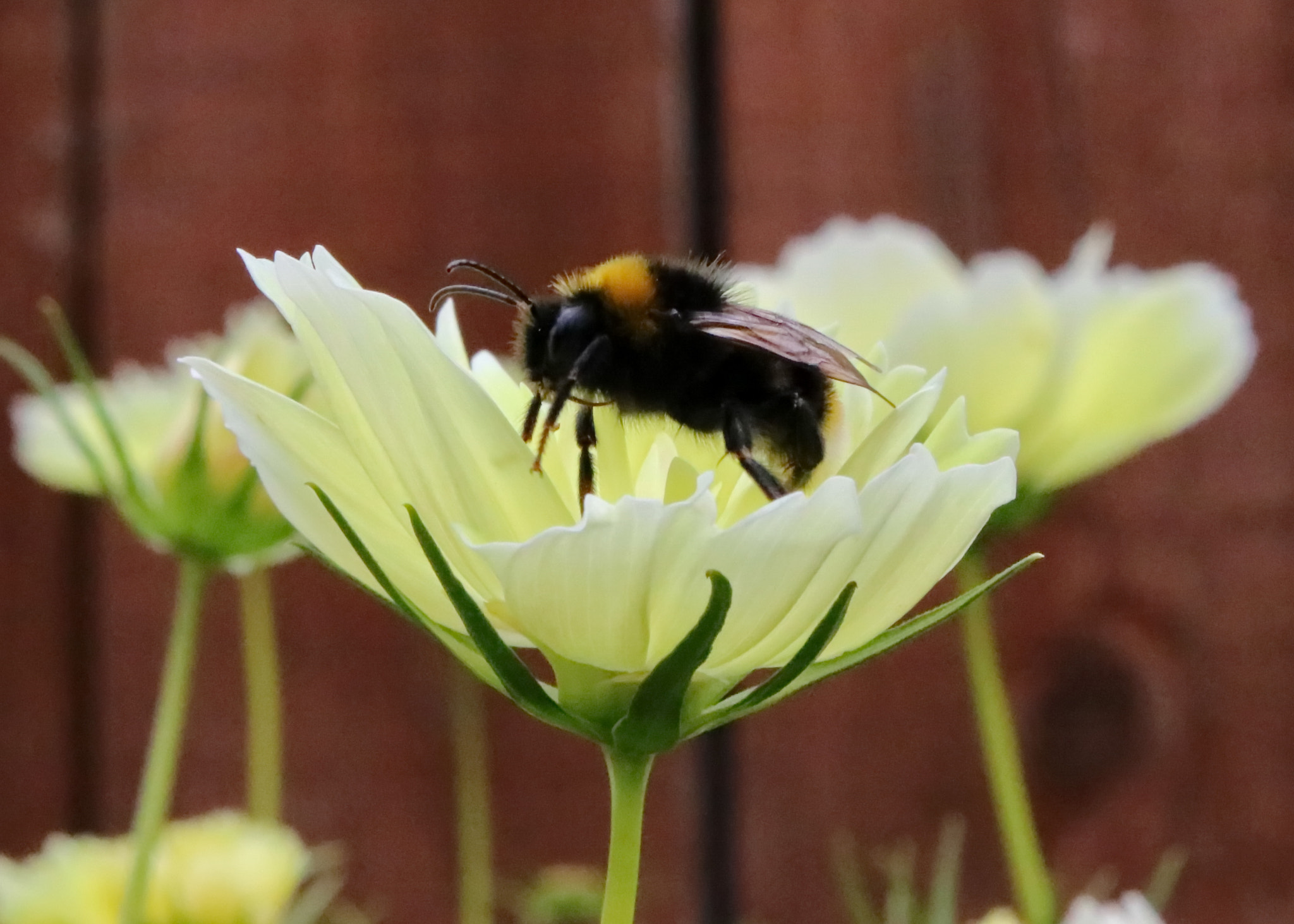 Canon EOS 750D (EOS Rebel T6i / EOS Kiss X8i) + Canon EF-S 18-55mm F3.5-5.6 IS sample photo. Cosmos & bee photography