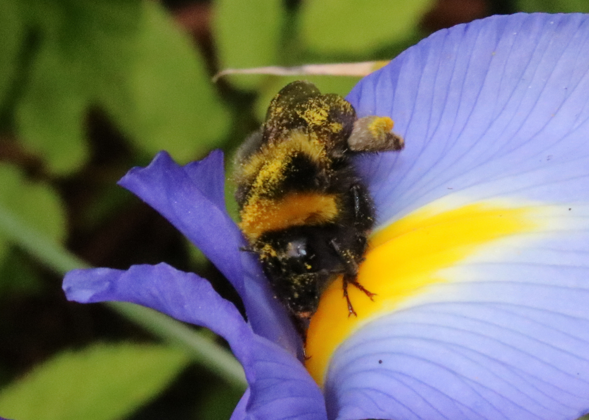 Canon EOS 750D (EOS Rebel T6i / EOS Kiss X8i) sample photo. Bee & iris photography