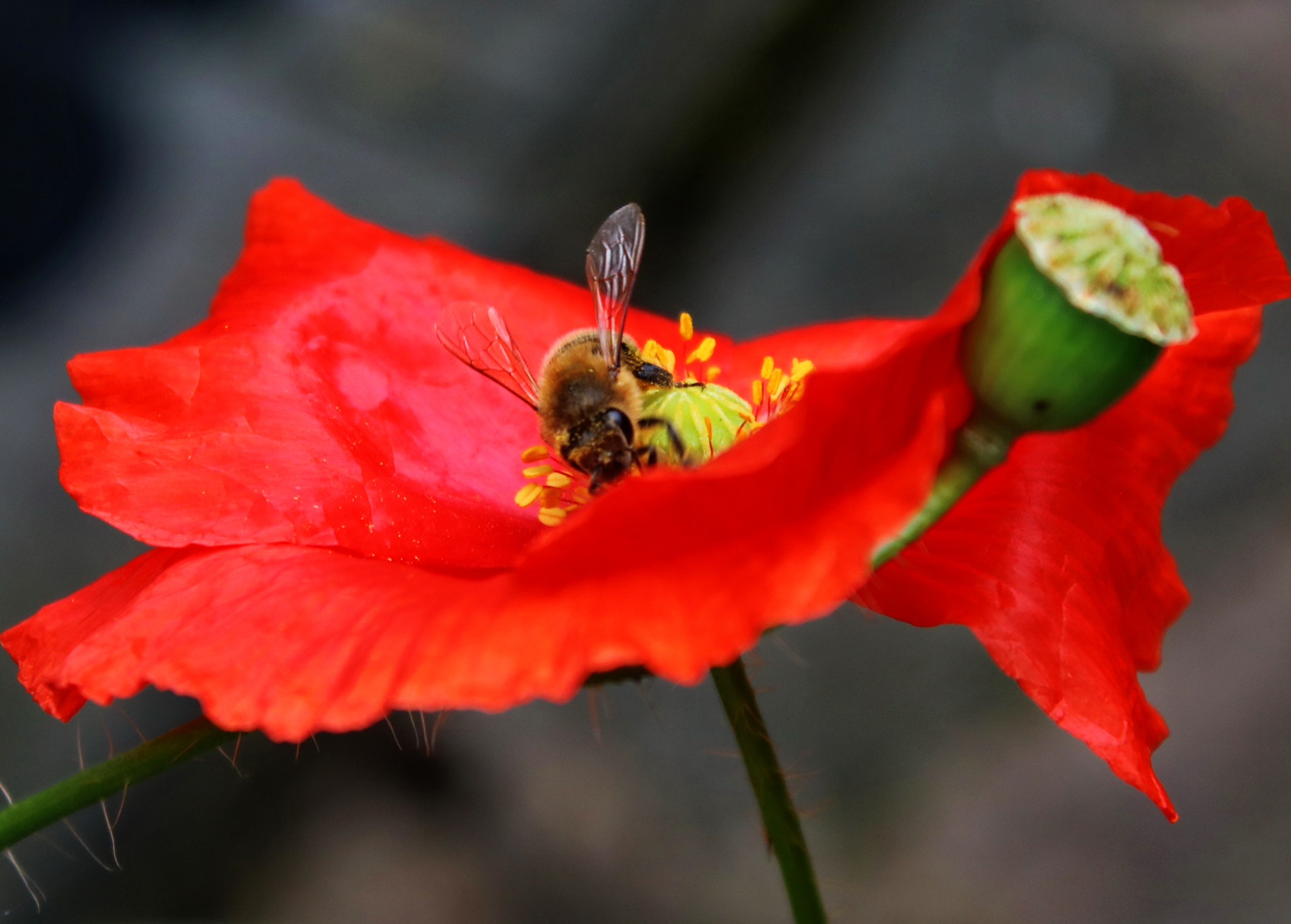 Canon EOS 750D (EOS Rebel T6i / EOS Kiss X8i) + Canon EF-S 18-55mm F3.5-5.6 IS sample photo. Poppy & bee photography
