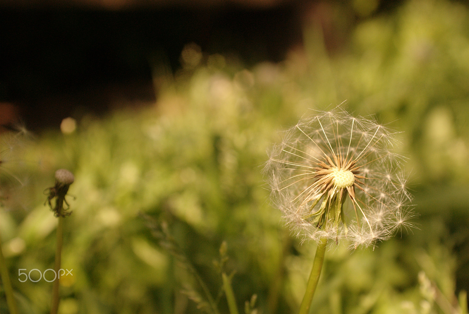 Nikon D60 + AF Zoom-Nikkor 28-85mm f/3.5-4.5 sample photo. Dandelion photography