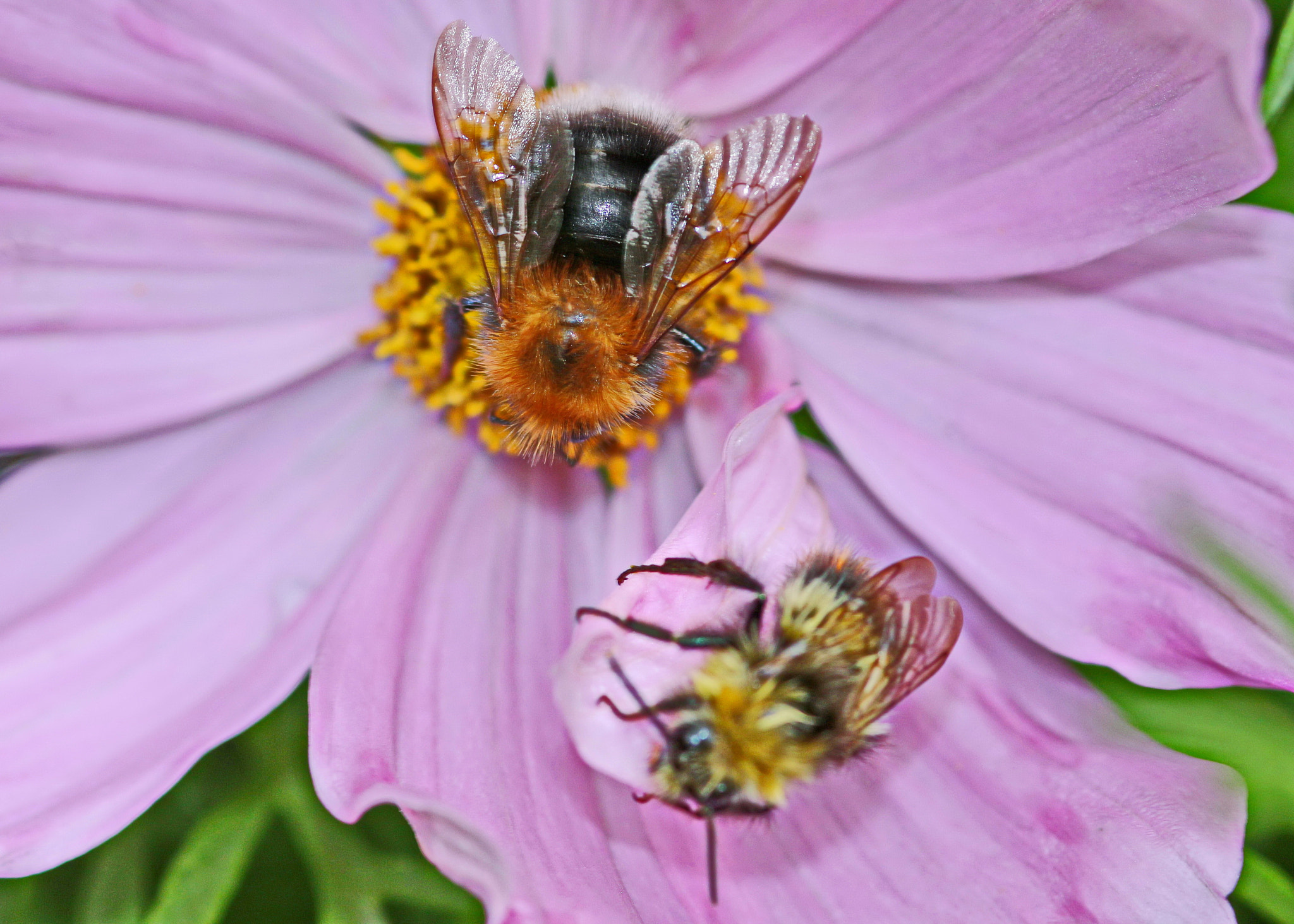 Sigma 105mm F2.8 EX DG Macro sample photo. Two bees photography