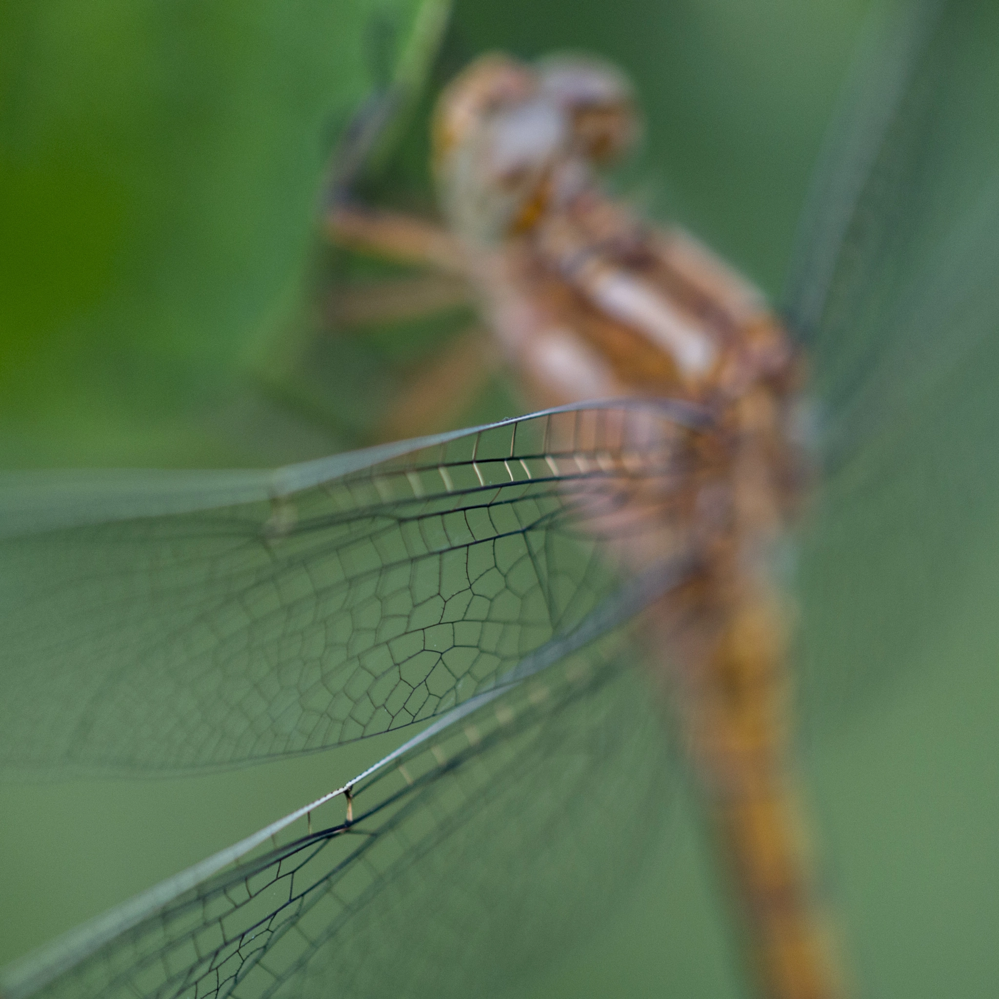 Nikon AF-S DX Micro-Nikkor 85mm F3.5G ED VR sample photo. Wings photography