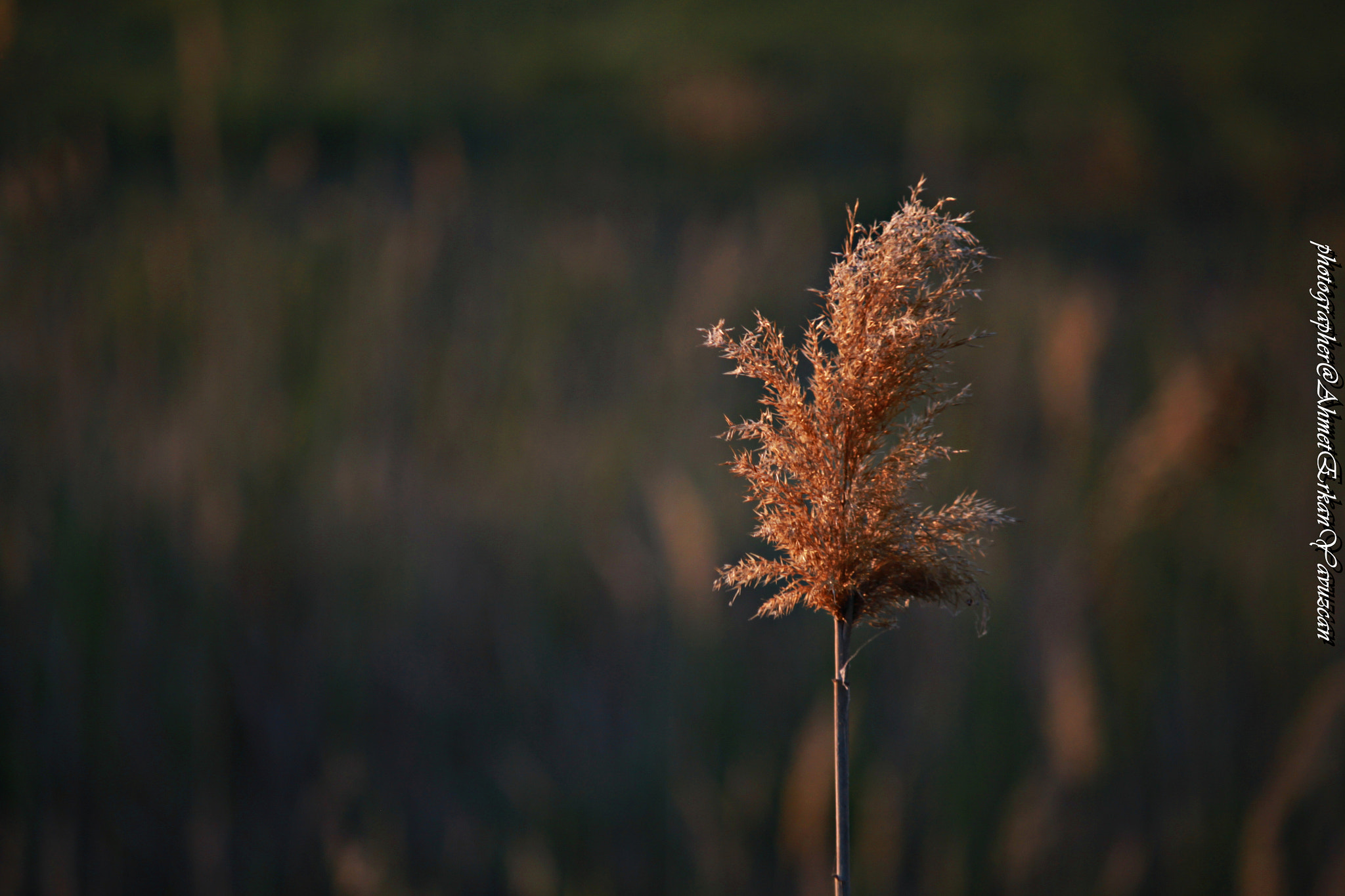Canon EOS 500D (EOS Rebel T1i / EOS Kiss X3) sample photo. Sedge - sazlık photography