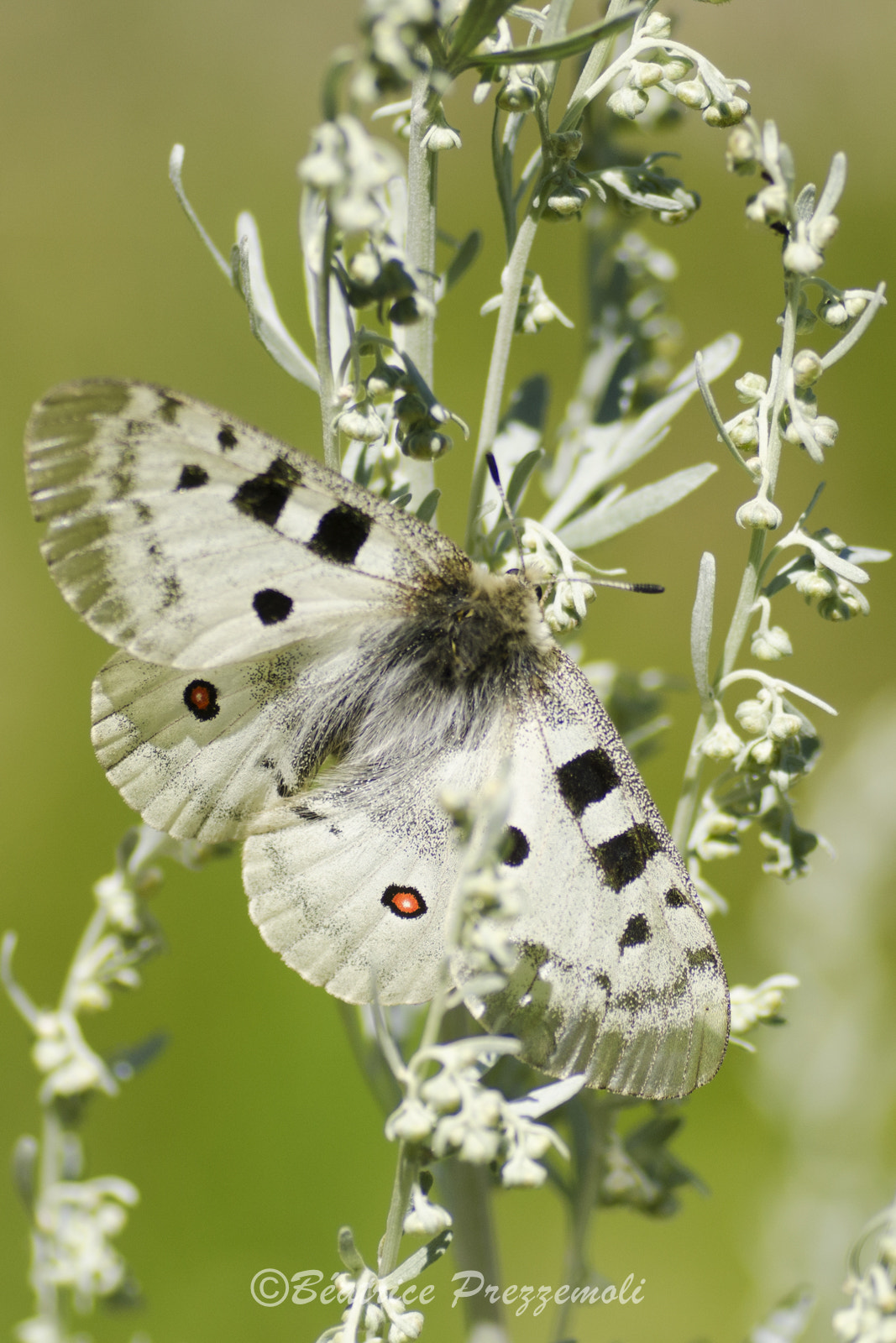 Nikon D7000 + Tamron SP 90mm F2.8 Di VC USD 1:1 Macro sample photo. Parnassius apollo photography