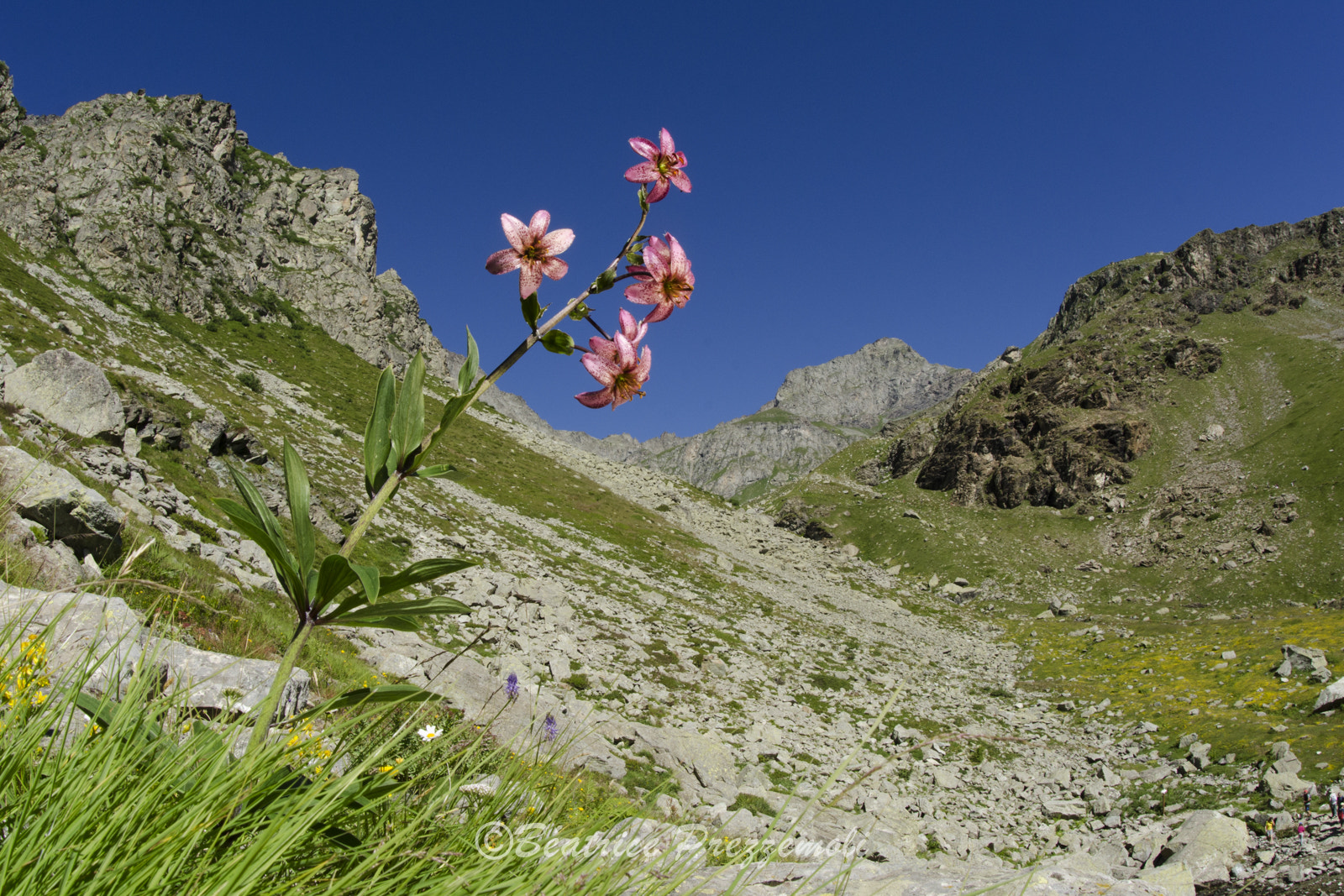 Sigma 15mm F2.8 EX DG Diagonal Fisheye sample photo. Giglio martagone photography