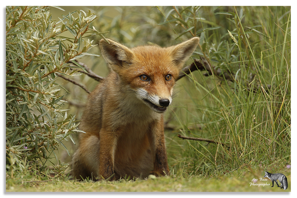 Canon EOS 7D Mark II + Canon EF 70-200mm F4L USM sample photo. Fox ans baas photography