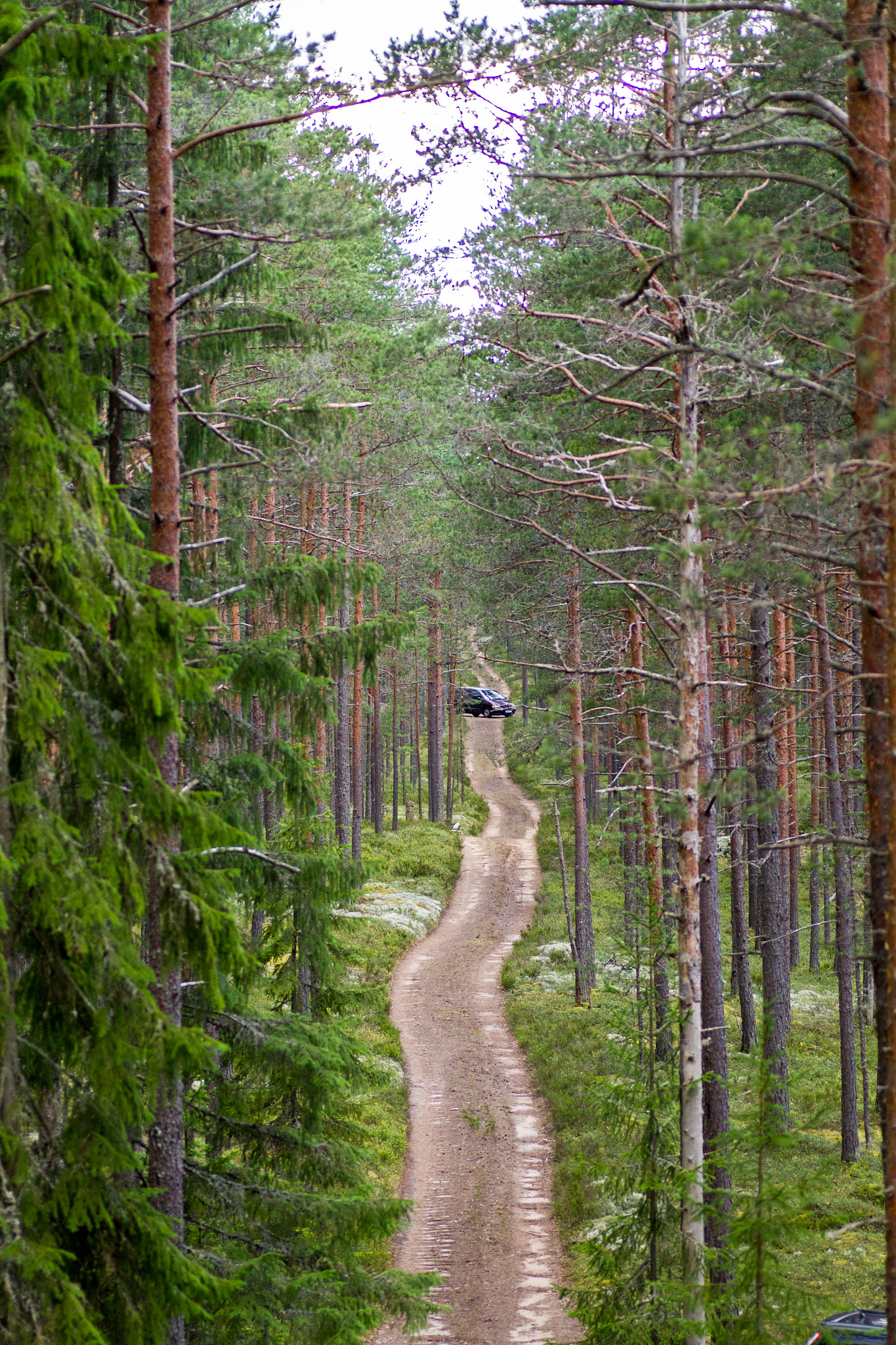 Canon EOS 7D + Tamron SP AF 90mm F2.8 Di Macro sample photo. Forest road photography