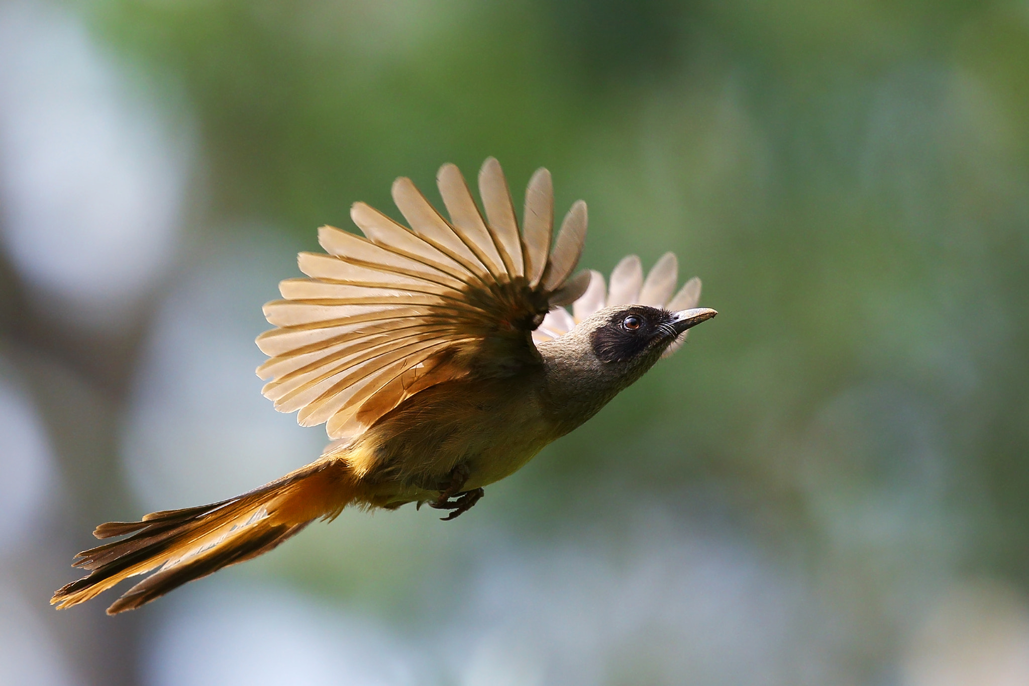 Canon EF 300mm F2.8L IS II USM sample photo. Garrulax perspicillatus photography