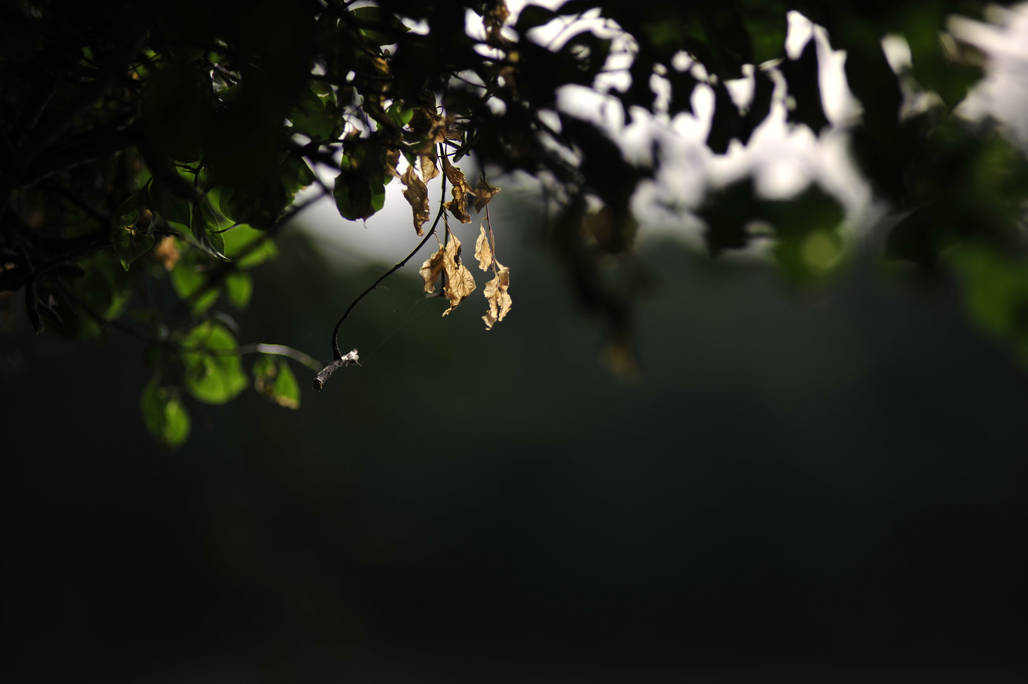 Nikon AF Nikkor 180mm F2.8D ED-IF sample photo. .. photography