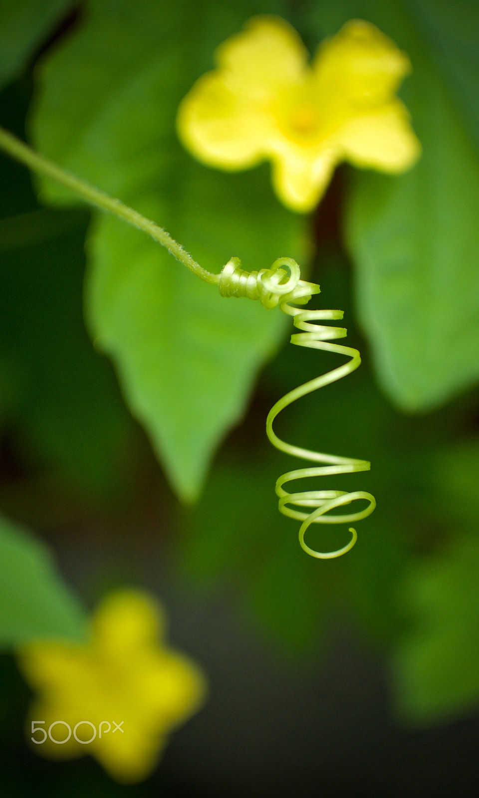 Nikon 1 J2 sample photo. Goya tendril photography