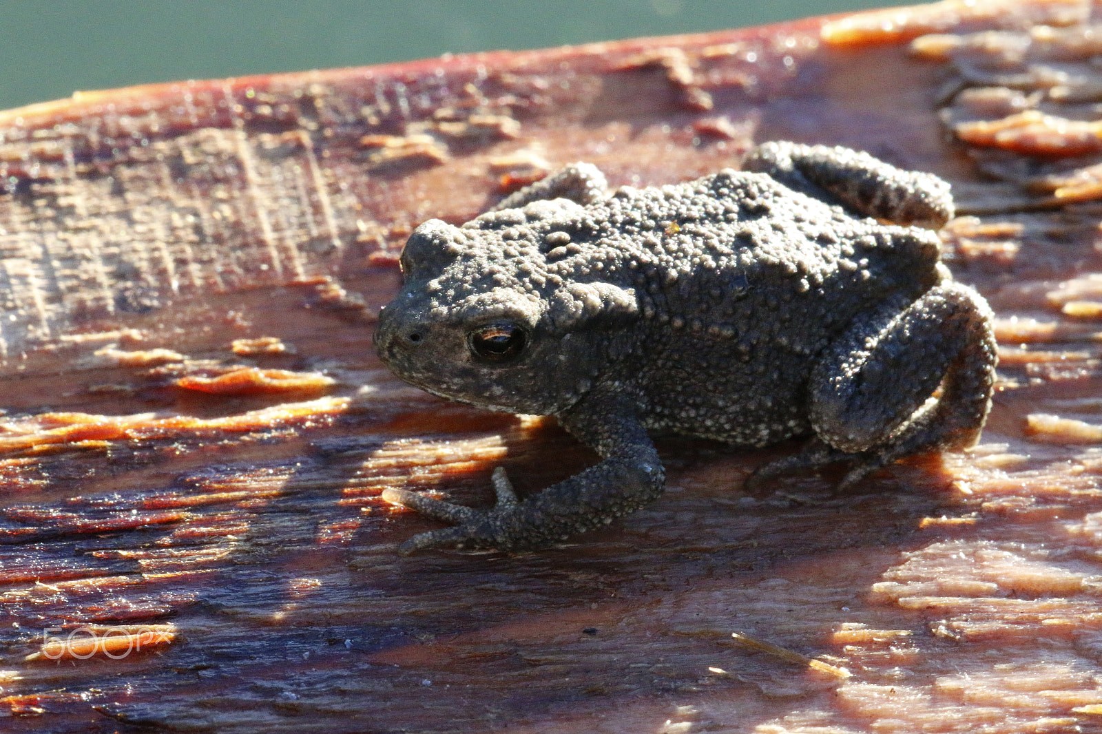 Sigma APO Macro 180mm F2.8 EX DG OS HSM sample photo. Toad or frog photography