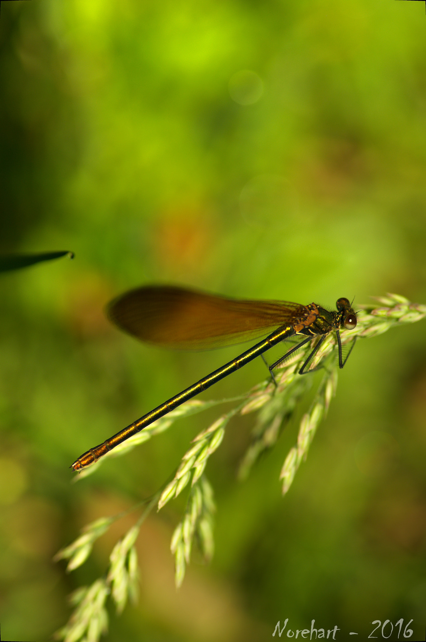 Tamron SP AF 90mm F2.8 Di Macro sample photo. Caloptéryx photography