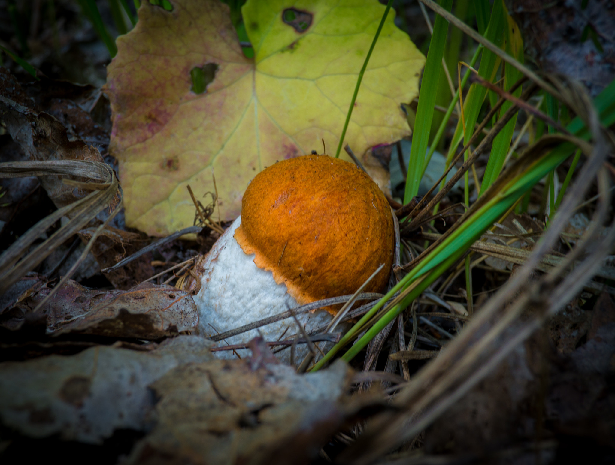 Fujifilm X-A1 + Fujifilm XF 18mm F2 R sample photo. Mushroom2 photography