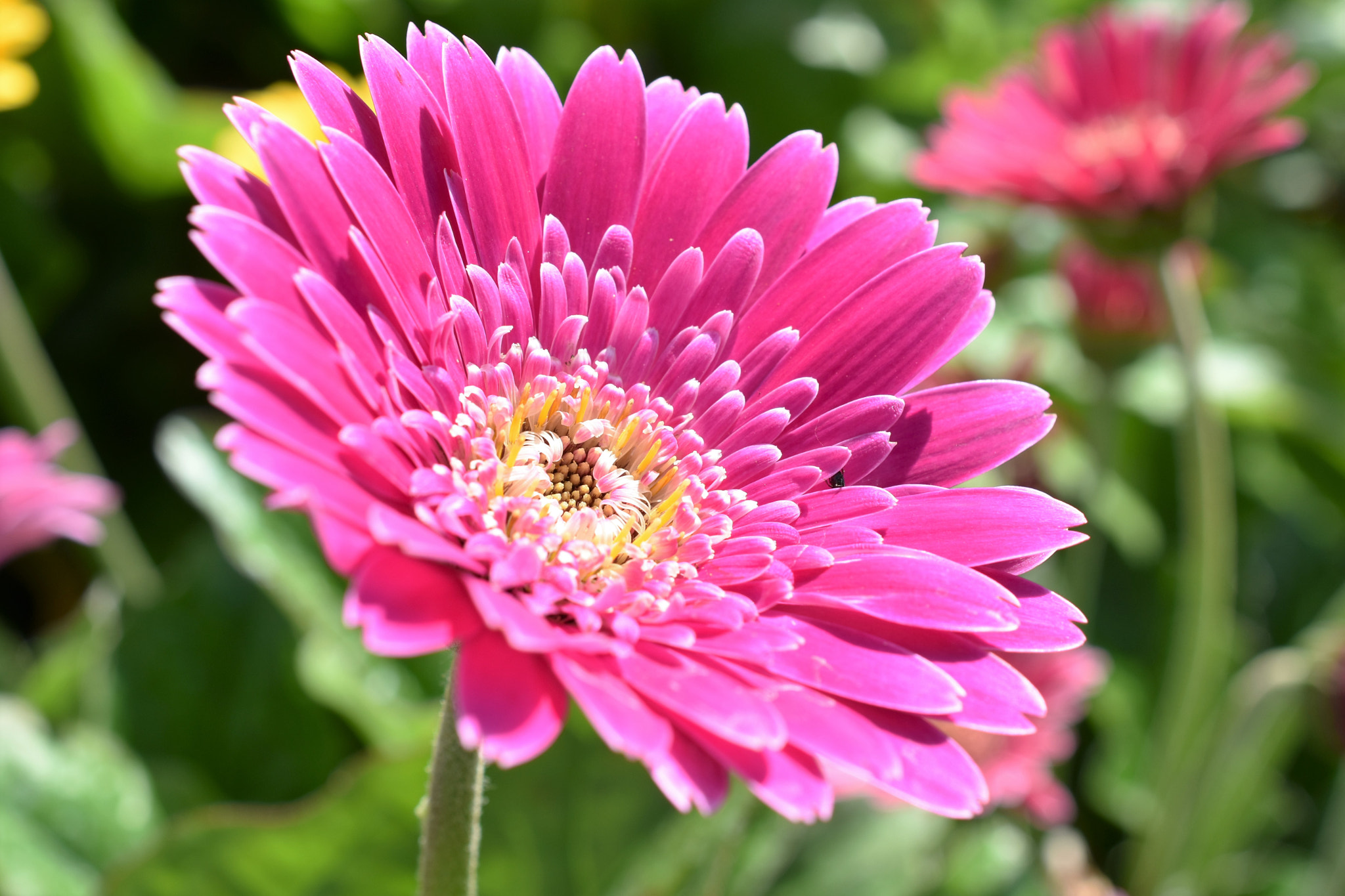 Nikon AF-S DX Micro Nikkor 40mm F2.8 sample photo. Gerbera pink photography