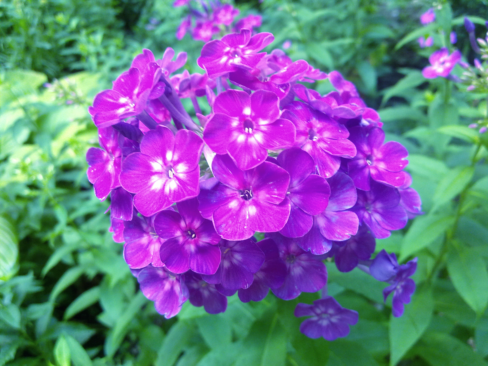 Nokia N97 sample photo. Violet flowers photography