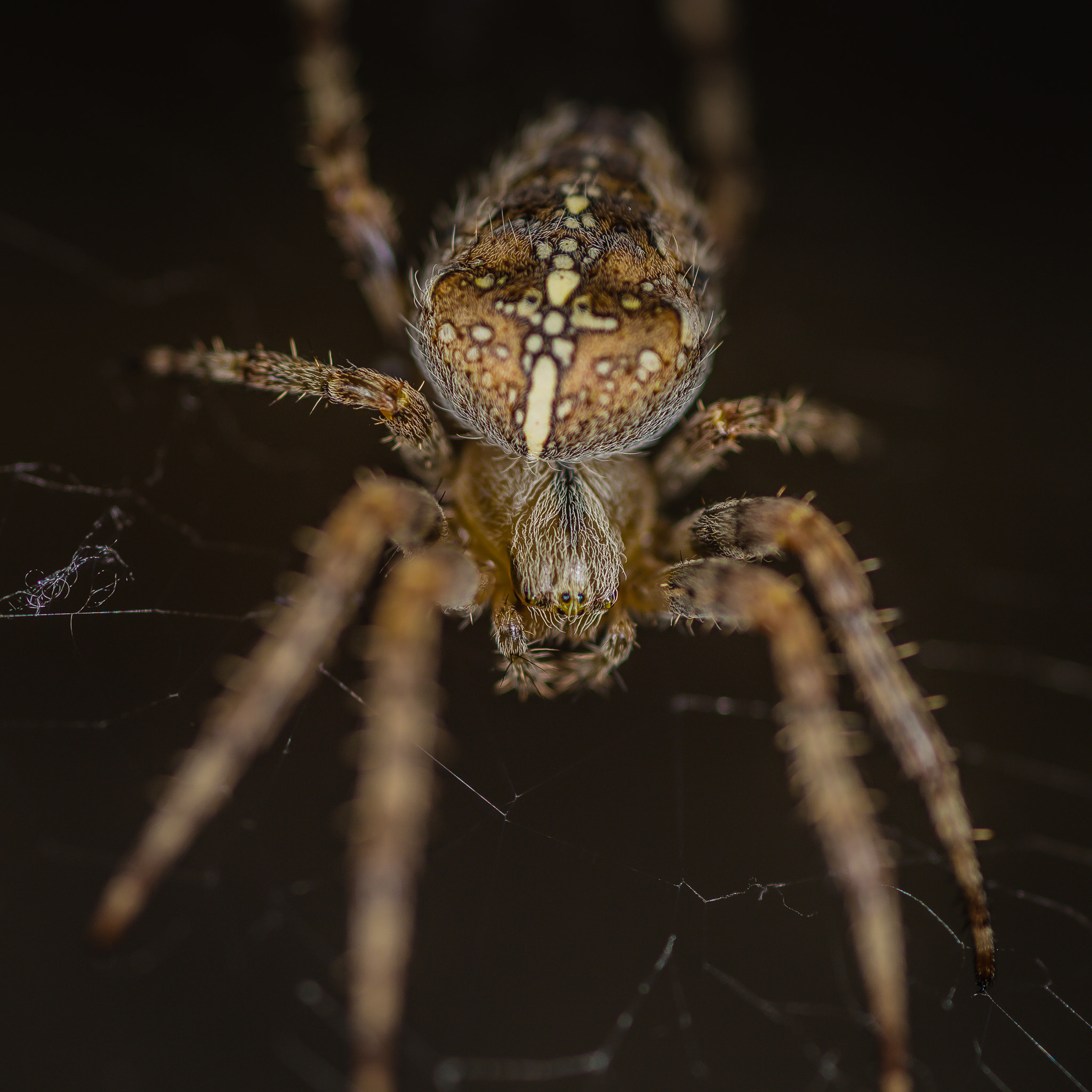 Canon EOS 6D + Tamron SP AF 90mm F2.8 Di Macro sample photo. Spider macro photography