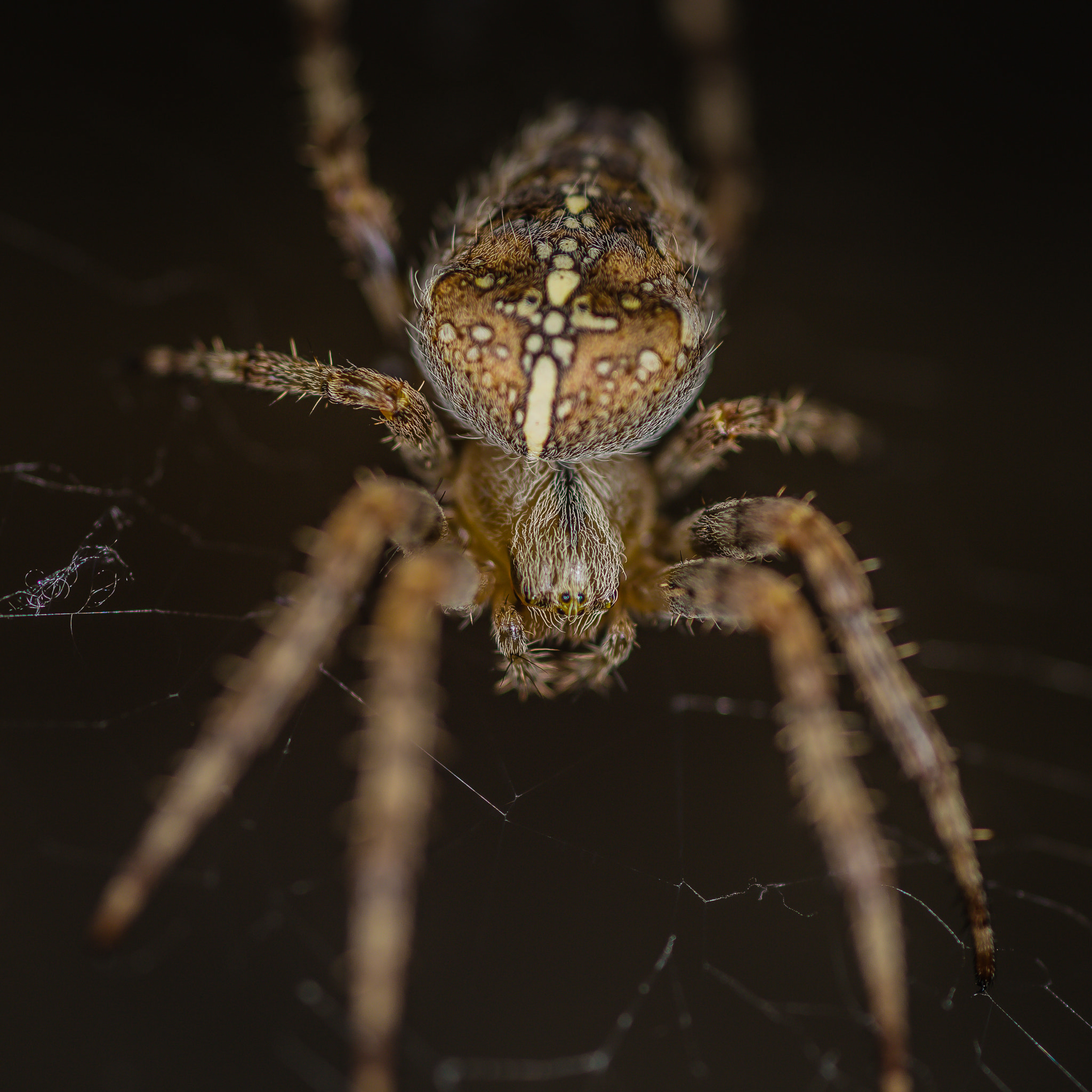 Tamron SP AF 90mm F2.8 Di Macro sample photo. Spider macro photography